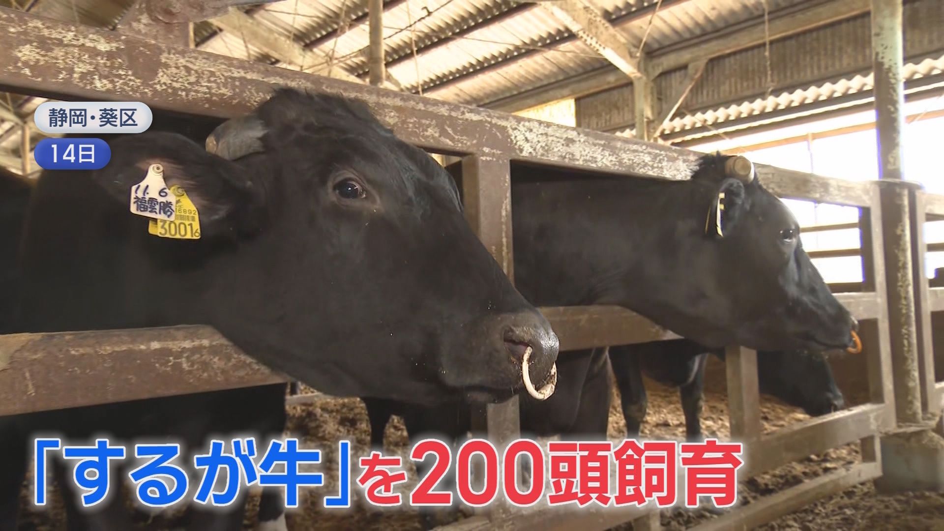「こんな数字見たことない」建築資材軒並み高騰…一気に80%～100%値上げも　畜産業は飼料・燃料・電気代の三重苦　/イラン情勢で生活への影響拡大