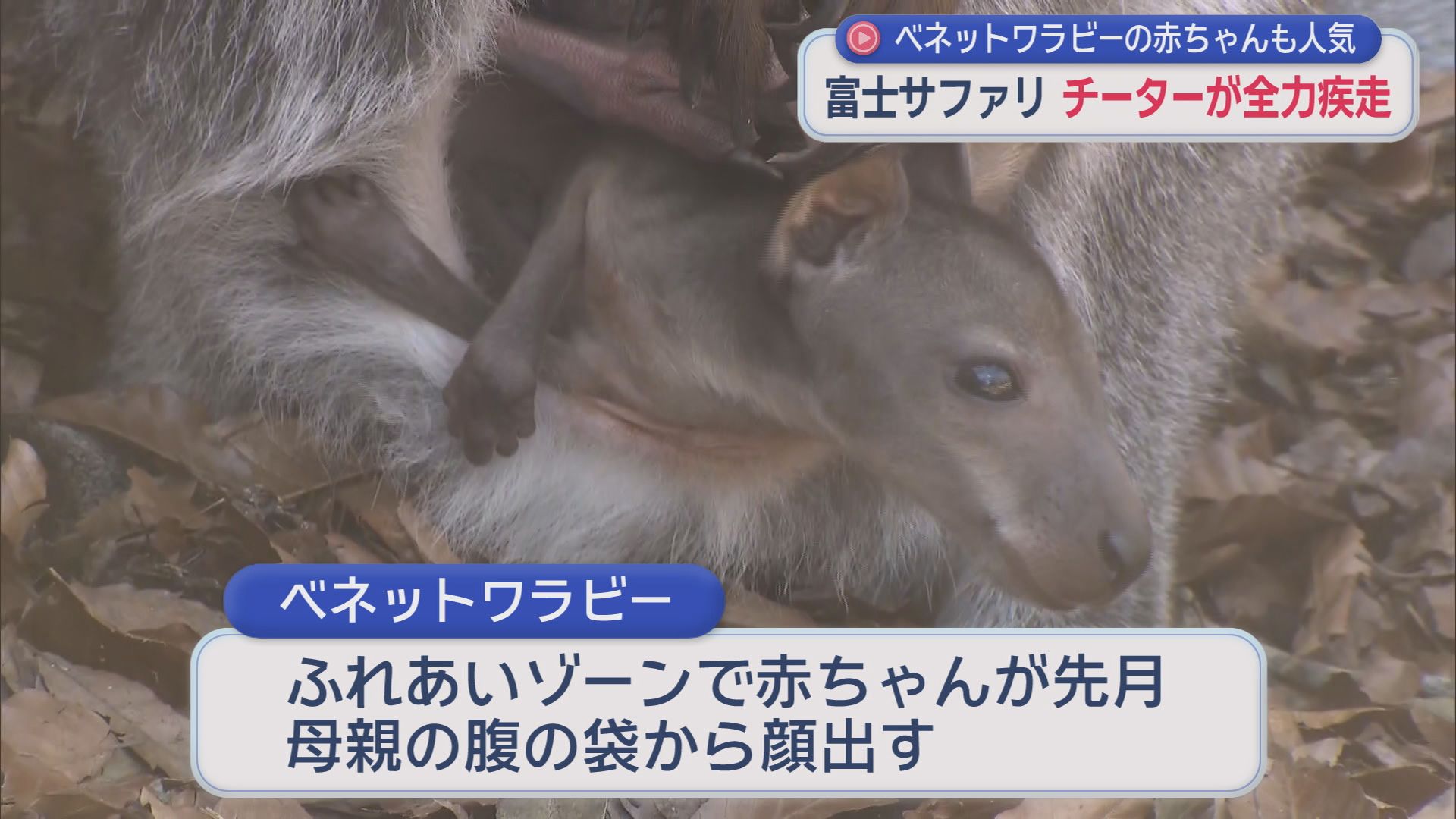 時速110キロ　チーターの全力疾走を目の前で見よう！　静岡・富士サファリパーク