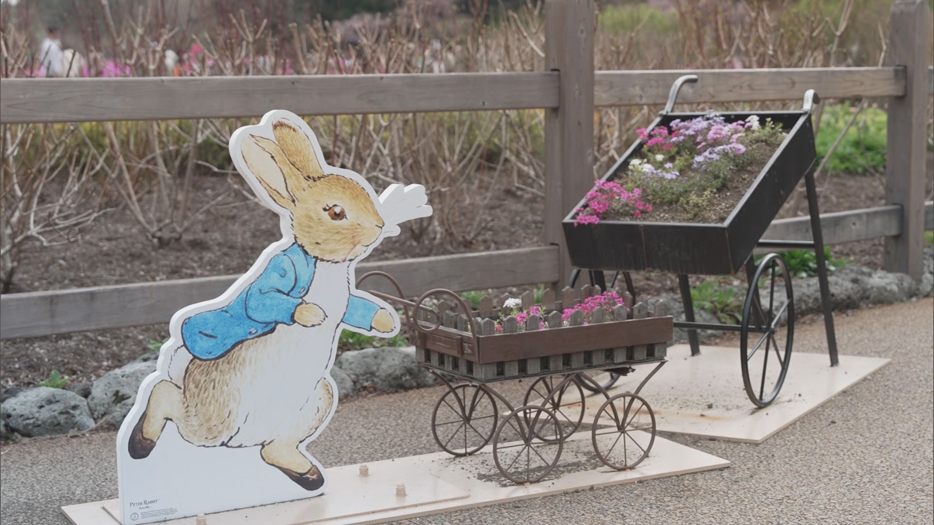 富士山と6種50万株の芝桜を堪能　着物姿で抹茶も　GWオススメスポット　山梨・富士本栖湖リゾート「富士芝桜まつり」