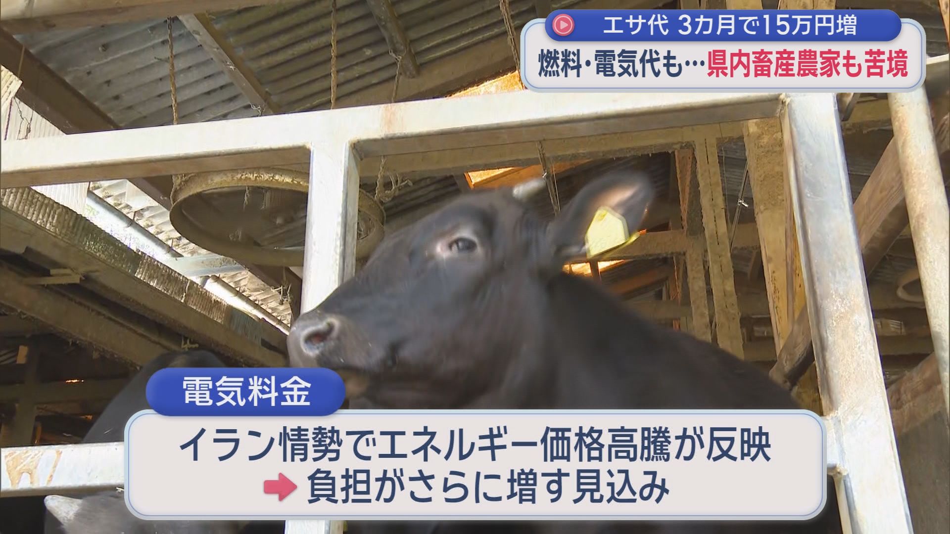 イラン、ウクライナ…戦争が脅かす庶民の食卓　畜産業はエサ代・燃料代・電気代に大きな負担　　　　