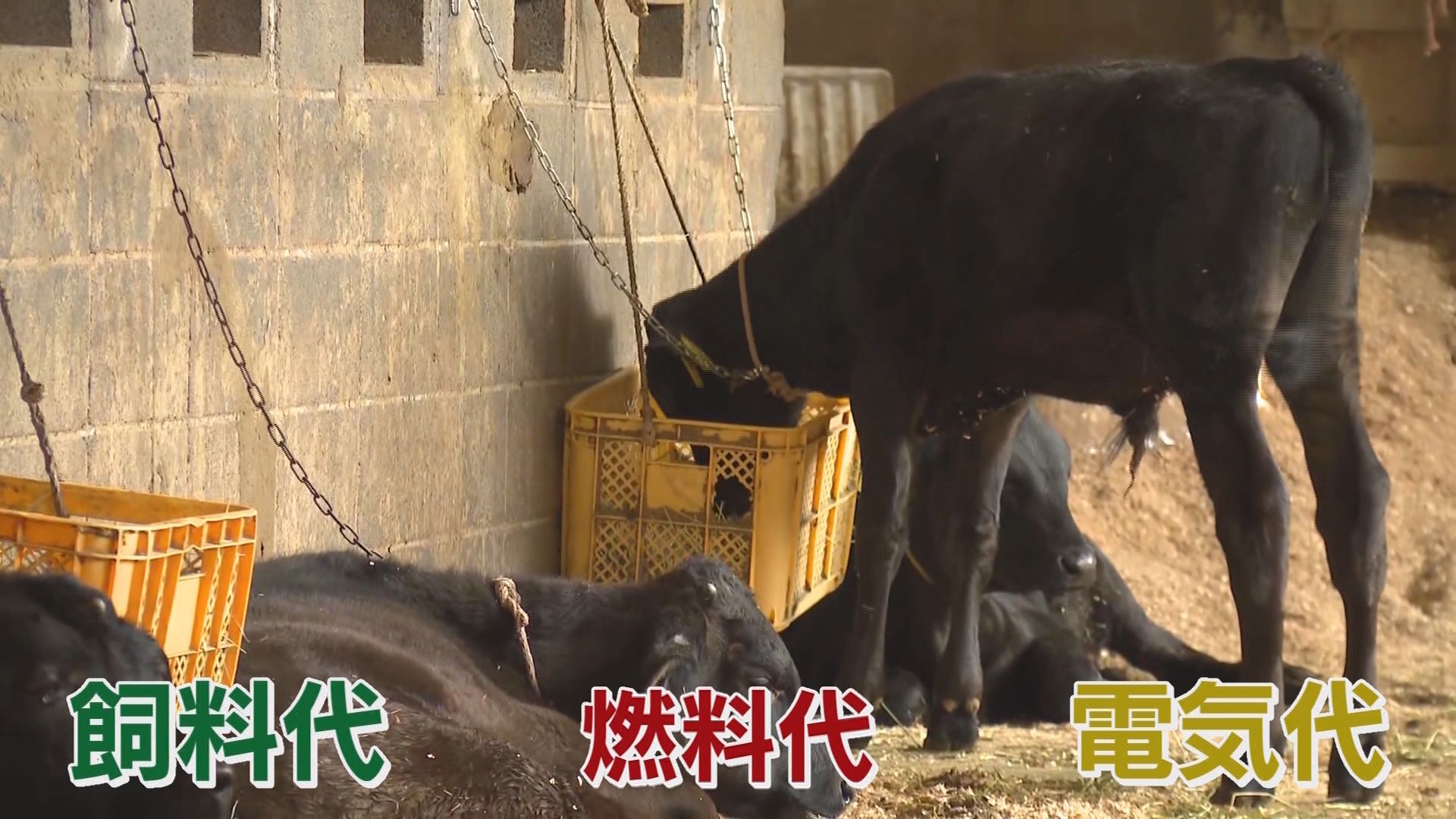 「こんな数字見たことない」建築資材軒並み高騰…一気に80%～100%値上げも　畜産業は飼料・燃料・電気代の三重苦　/イラン情勢で生活への影響拡大