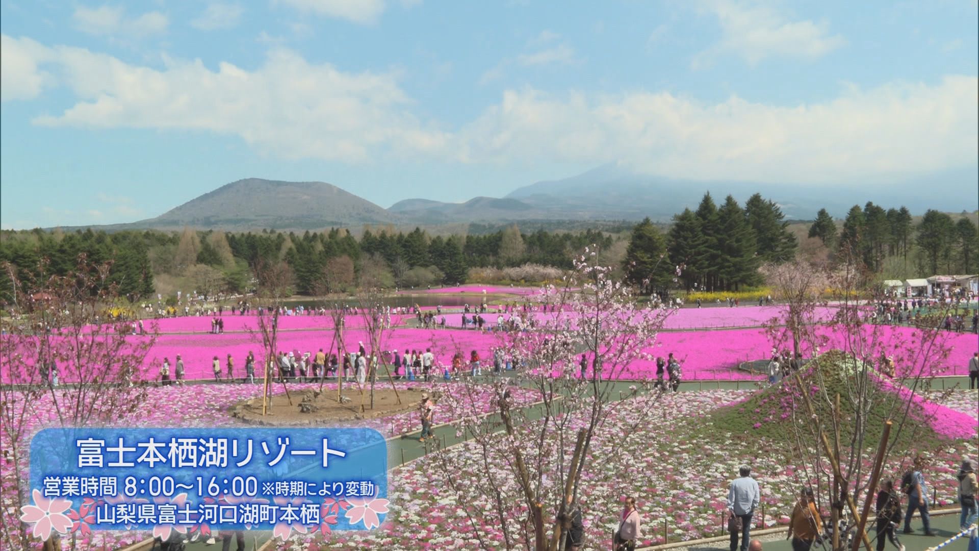 富士山と6種50万株の芝桜を堪能　着物姿で抹茶も　GWオススメスポット　山梨・富士本栖湖リゾート「富士芝桜まつり」