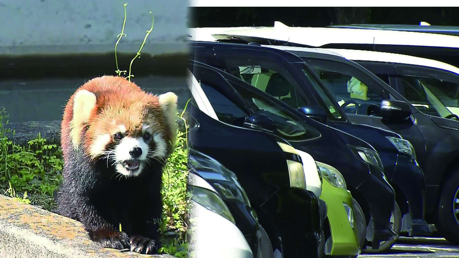 「駐車場完全予約制」で去年来園者が大幅に減った日本平動物園　午後1時から予約不要にした今年はどう？　静岡市駿河区