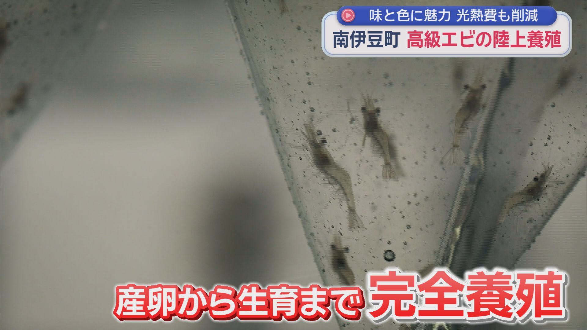 キロ2万円。世界最大級オニテナガエビを「陸上養殖」　「不漁の時はイセエビの代わりに」　伊豆で育てるメリットは『温泉』　静岡・南伊豆町