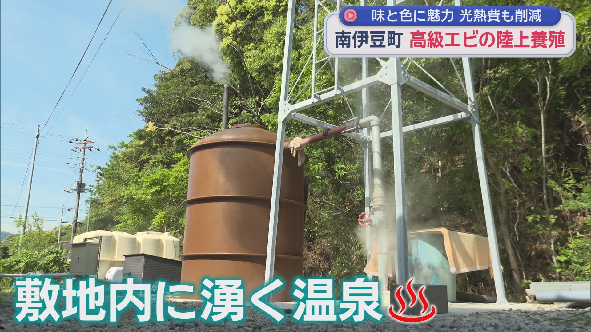 キロ2万円。世界最大級オニテナガエビを「陸上養殖」　「不漁の時はイセエビの代わりに」　伊豆で育てるメリットは『温泉』　静岡・南伊豆町