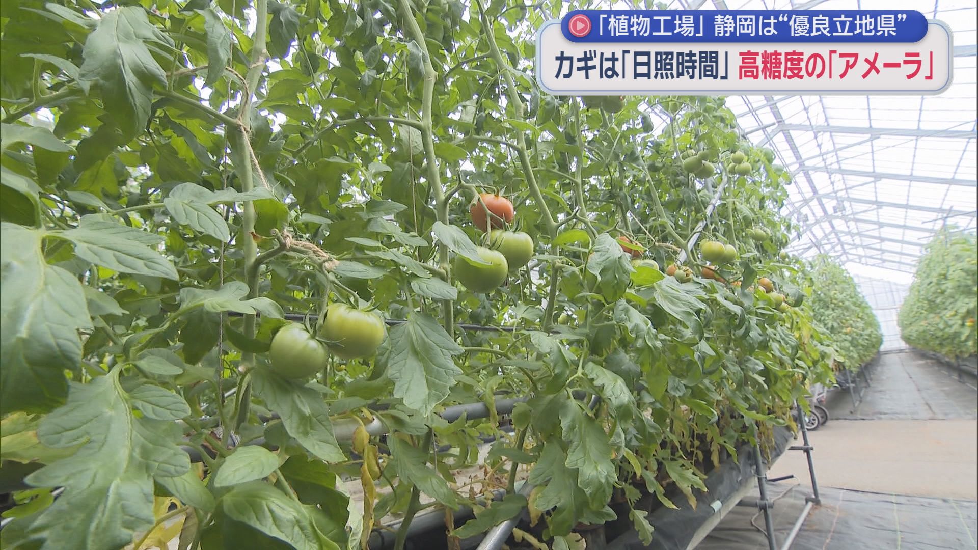 高市政権の成長戦略でも注目される「植物工場」　近年の増加件数は静岡県が全国トップ  そのワケは…？　