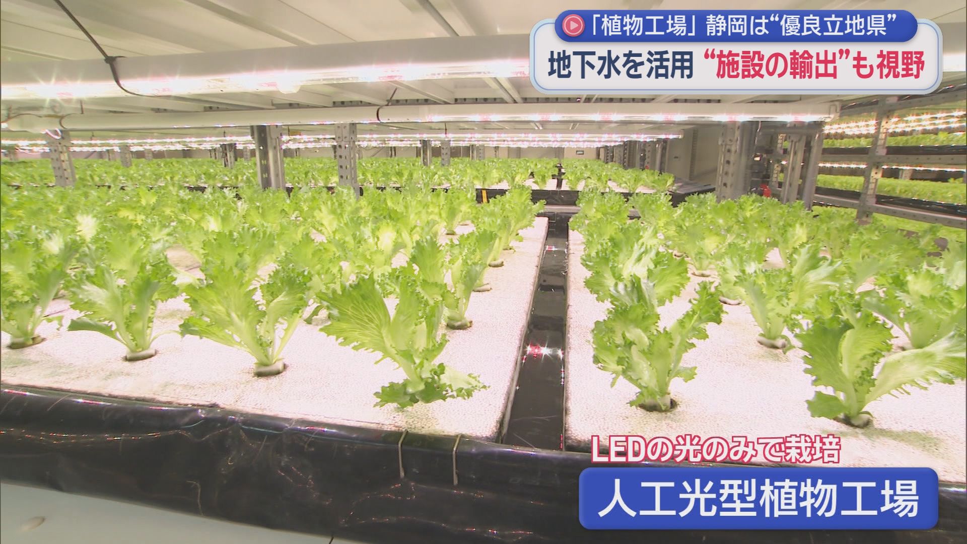 高市政権の成長戦略でも注目される「植物工場」　近年の増加件数は静岡県が全国トップ  そのワケは…？　