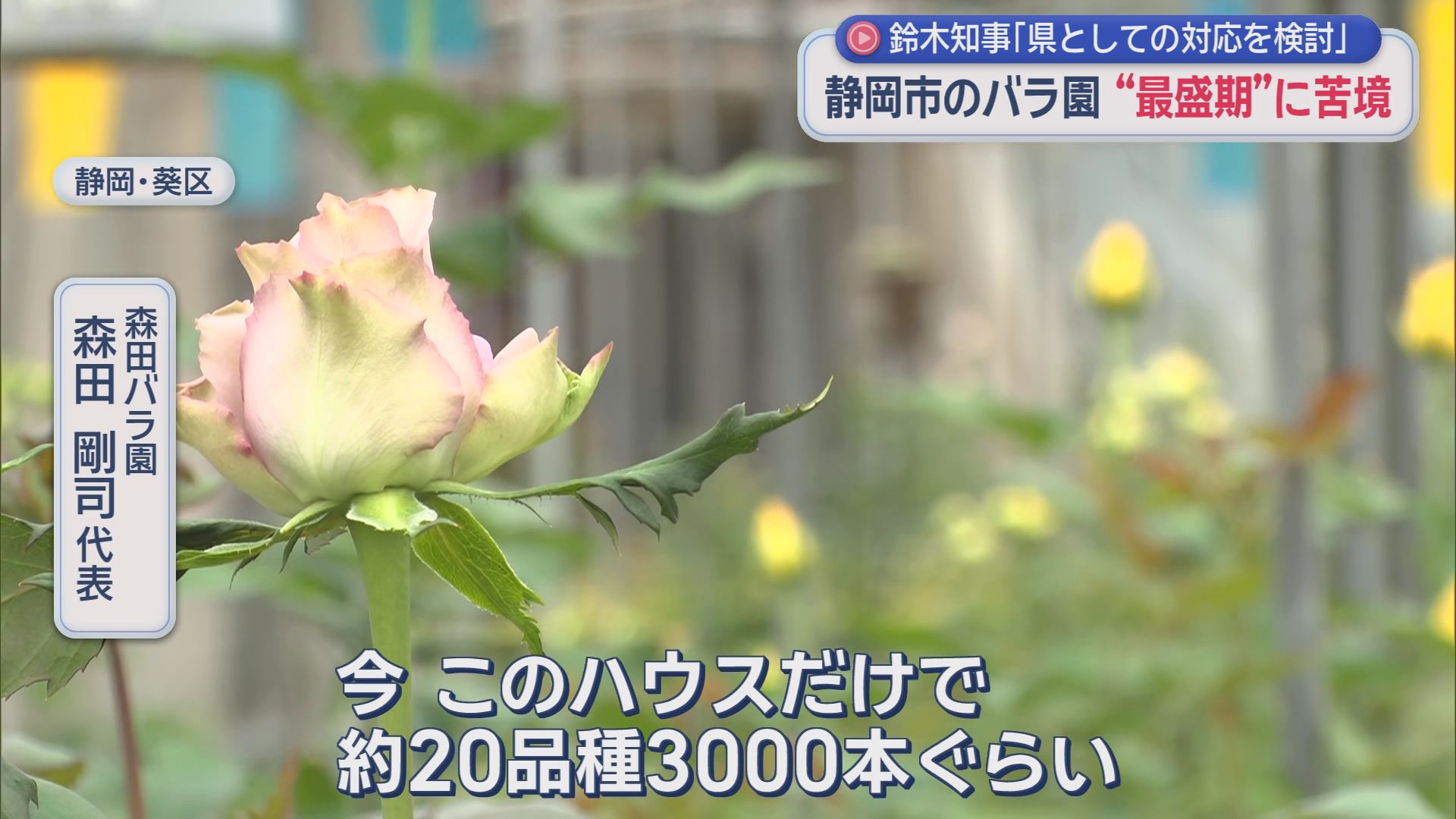 「長引いたらどうなるのかな」　重油だけでなく包装資材も高騰　不透明なイラン情勢にバラ園の苦悩　静岡市