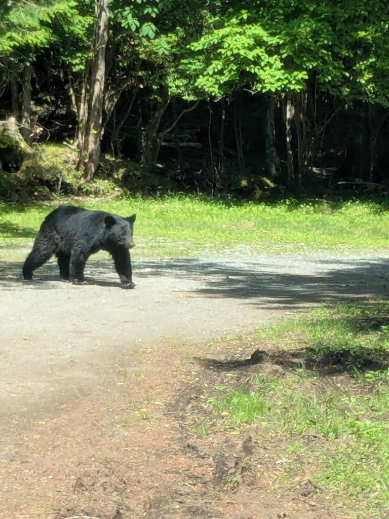 裾野市では野生のクマの目撃情報が（目撃者提供）