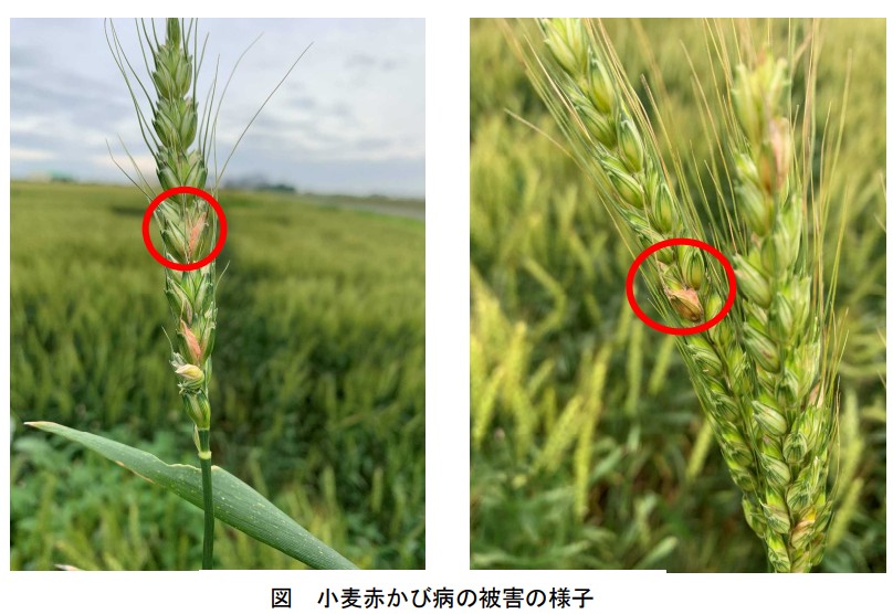 小麦赤かび病の被害の様子（静岡県提供）