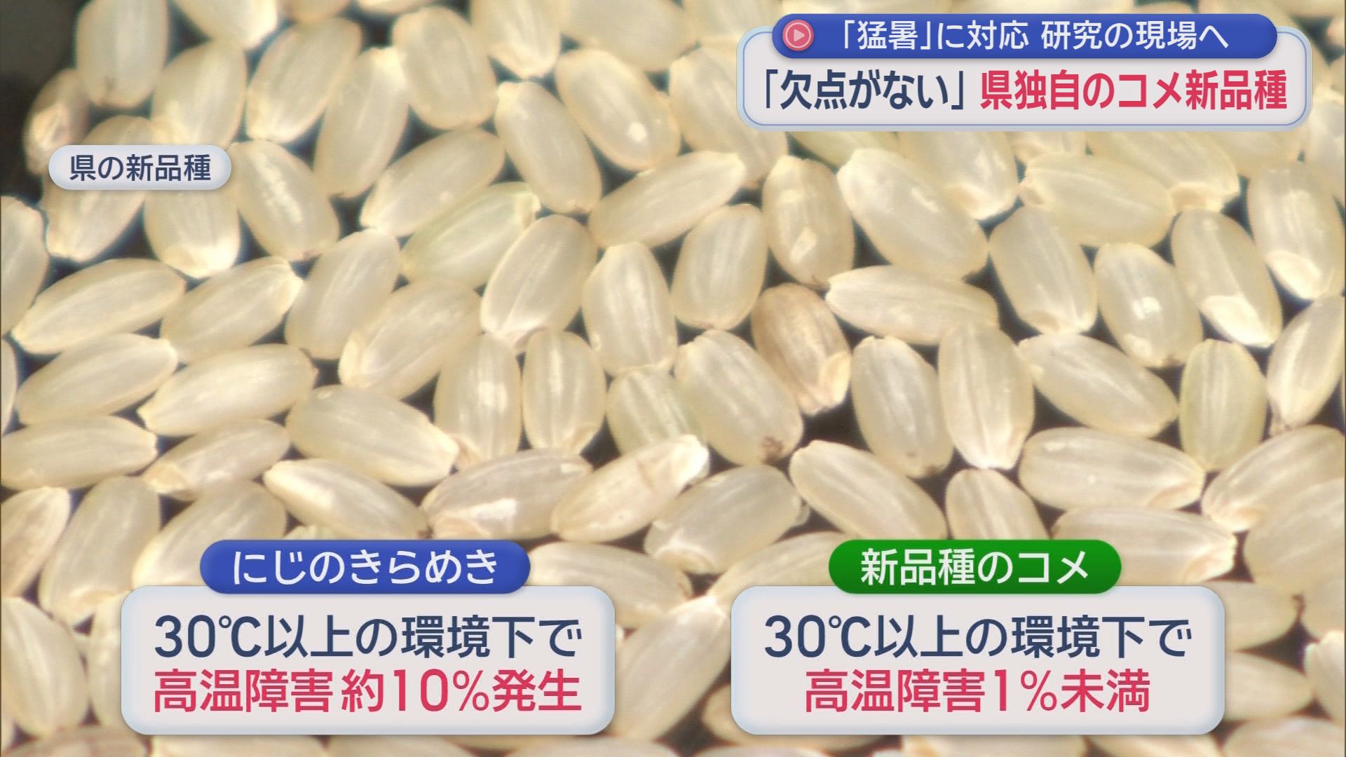 スーパーには2000円台のブランド米も　“令和の米騒動”の一因の『猛暑』に強い「新品種」を静岡で開発中