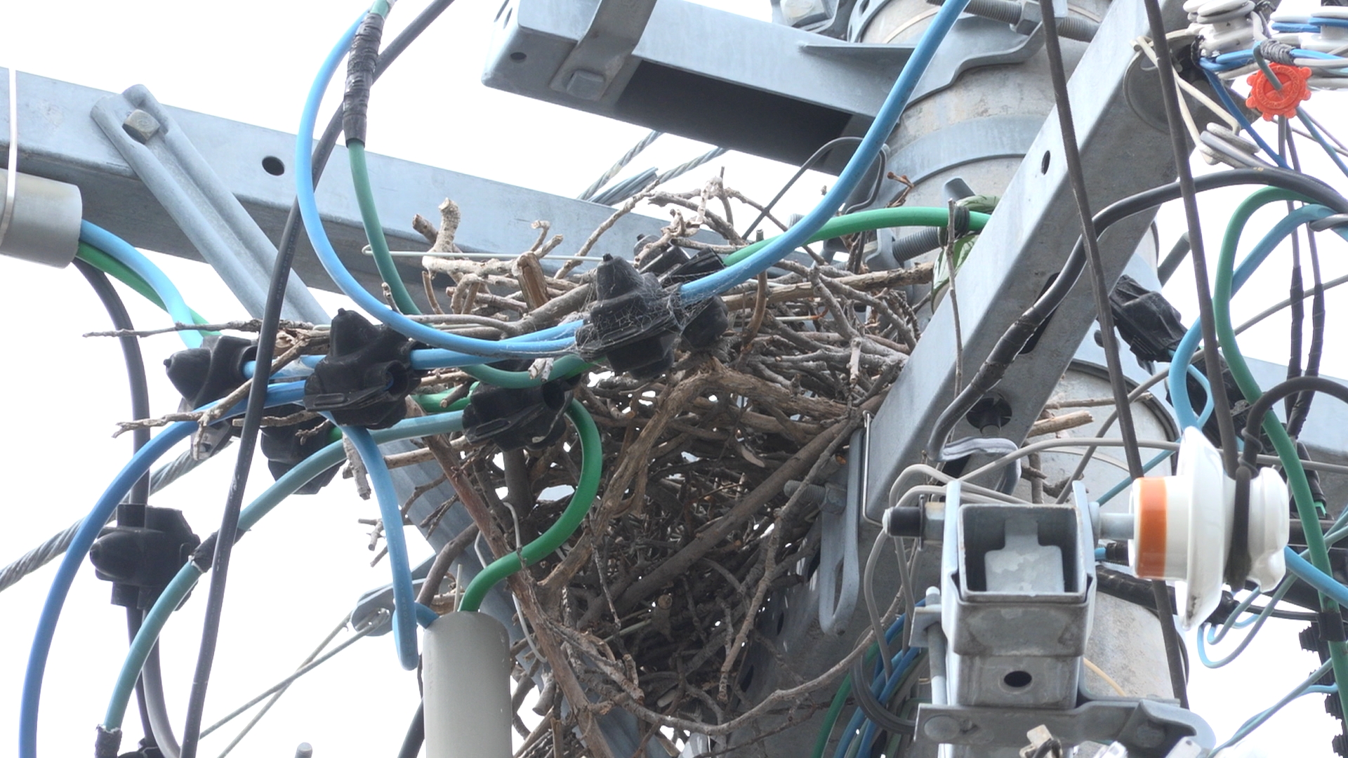 電柱の上にできたカラスの巣