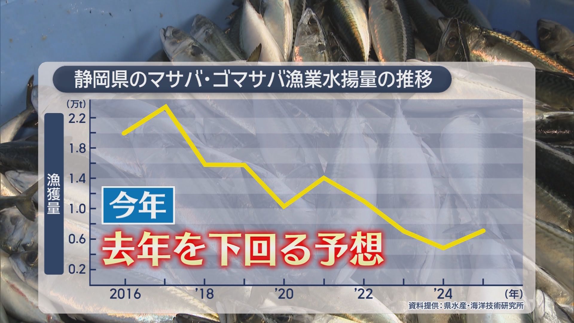 【サバショック】漁獲量は10年で半分に…価格は2－3割高　逆に安い魚はイワシ　人気の「南蛮漬け」を能地アナが紹介　　