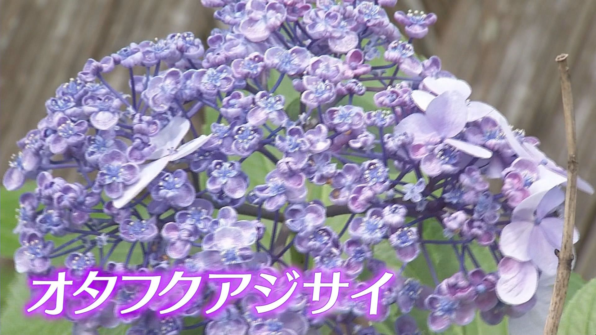 「墨田の花火」って本当にアジサイの名前?　10種類2300株　沼津御用邸記念公園でアジサイ見頃　静岡・沼津市
