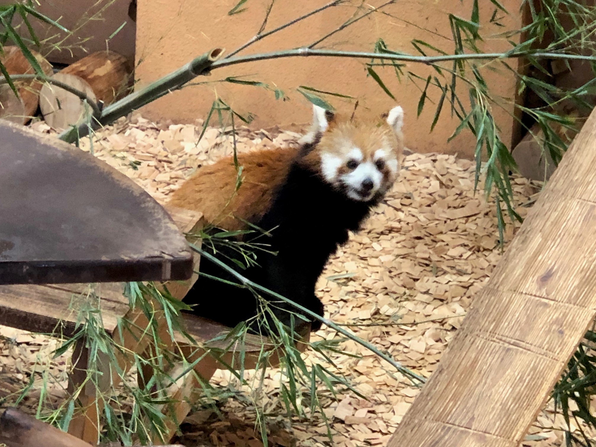 レッサーパンダも絶滅危惧種