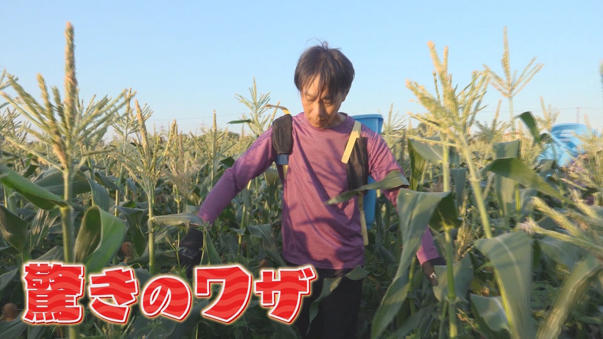 早朝から長蛇の列　“ご当地トウモロコシ”戦国時代！？　フルーツのような甘さの一方、生産現場では甘くない現実が…