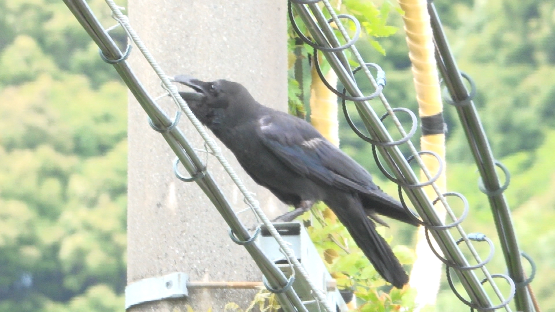 街の中にはカラスがたくさん