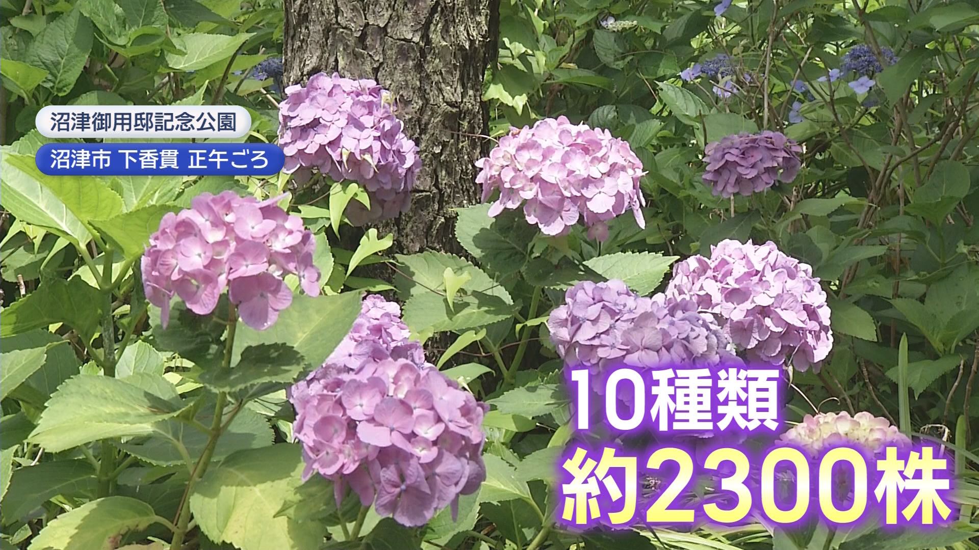 「墨田の花火」って本当にアジサイの名前?　10種類2300株　沼津御用邸記念公園でアジサイ見頃　静岡・沼津市