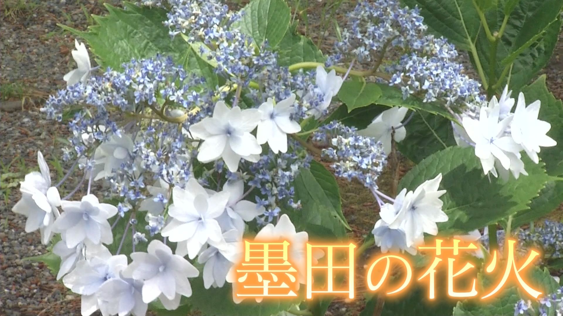 「墨田の花火」って本当にアジサイの名前?　10種類2300株　沼津御用邸記念公園でアジサイ見頃　静岡・沼津市