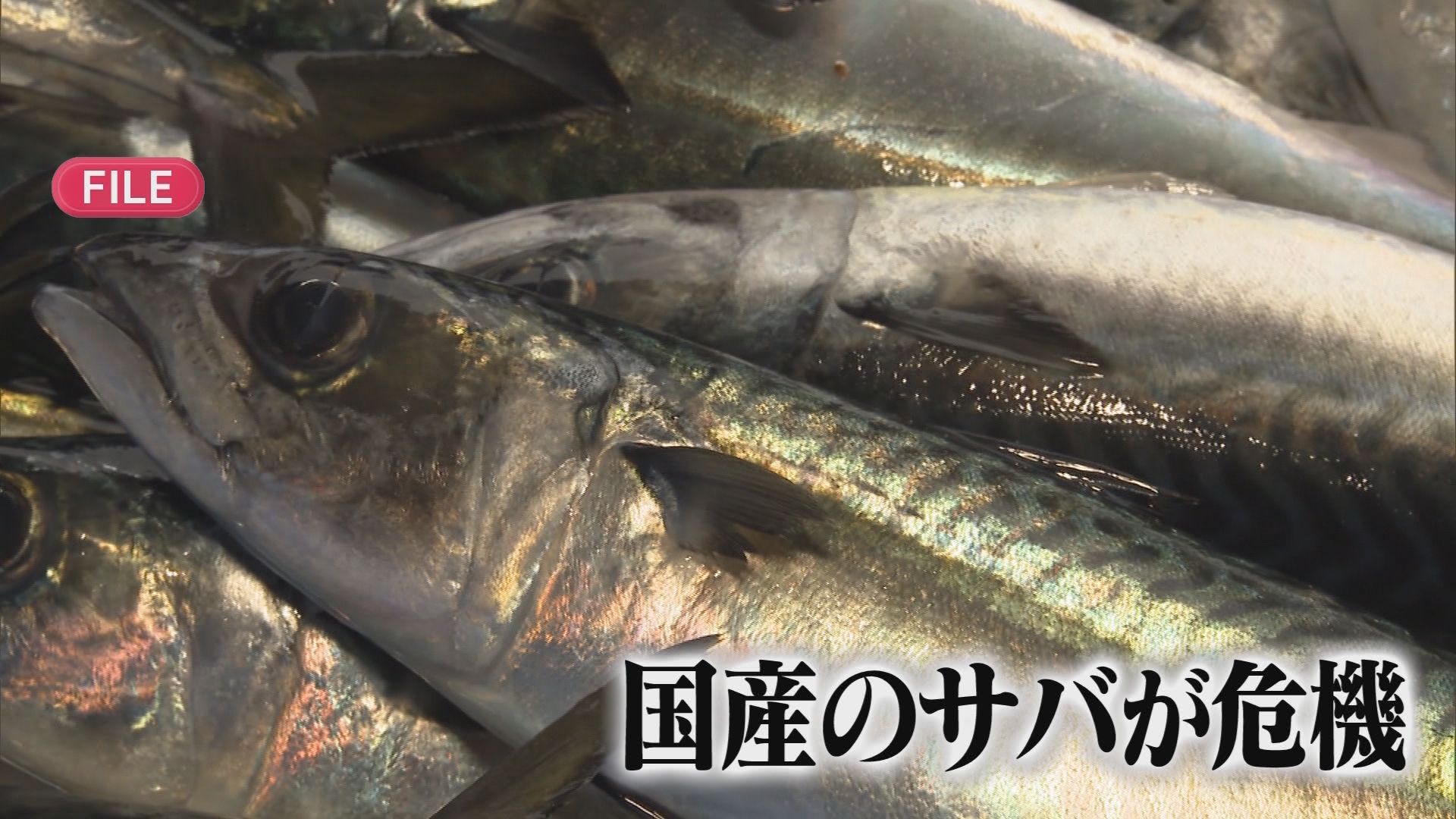 【サバショック】漁獲量は10年で半分に…価格は2－3割高　逆に安い魚はイワシ　人気の「南蛮漬け」を能地アナが紹介　　