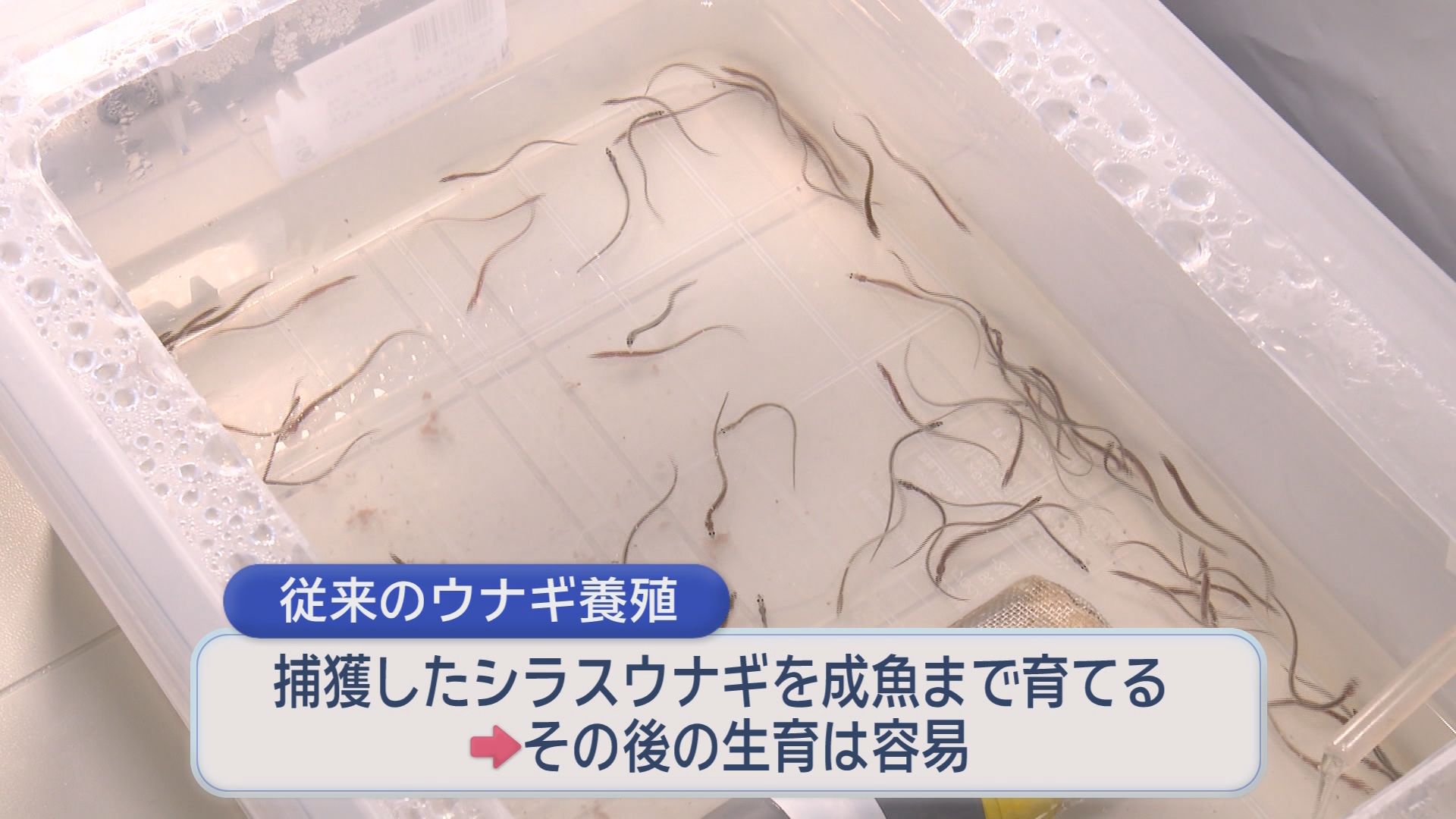 今年はウナギが安い!　特大サイズが1尾1000円　『完全養殖』低コスト化に成功…さらなる期待も