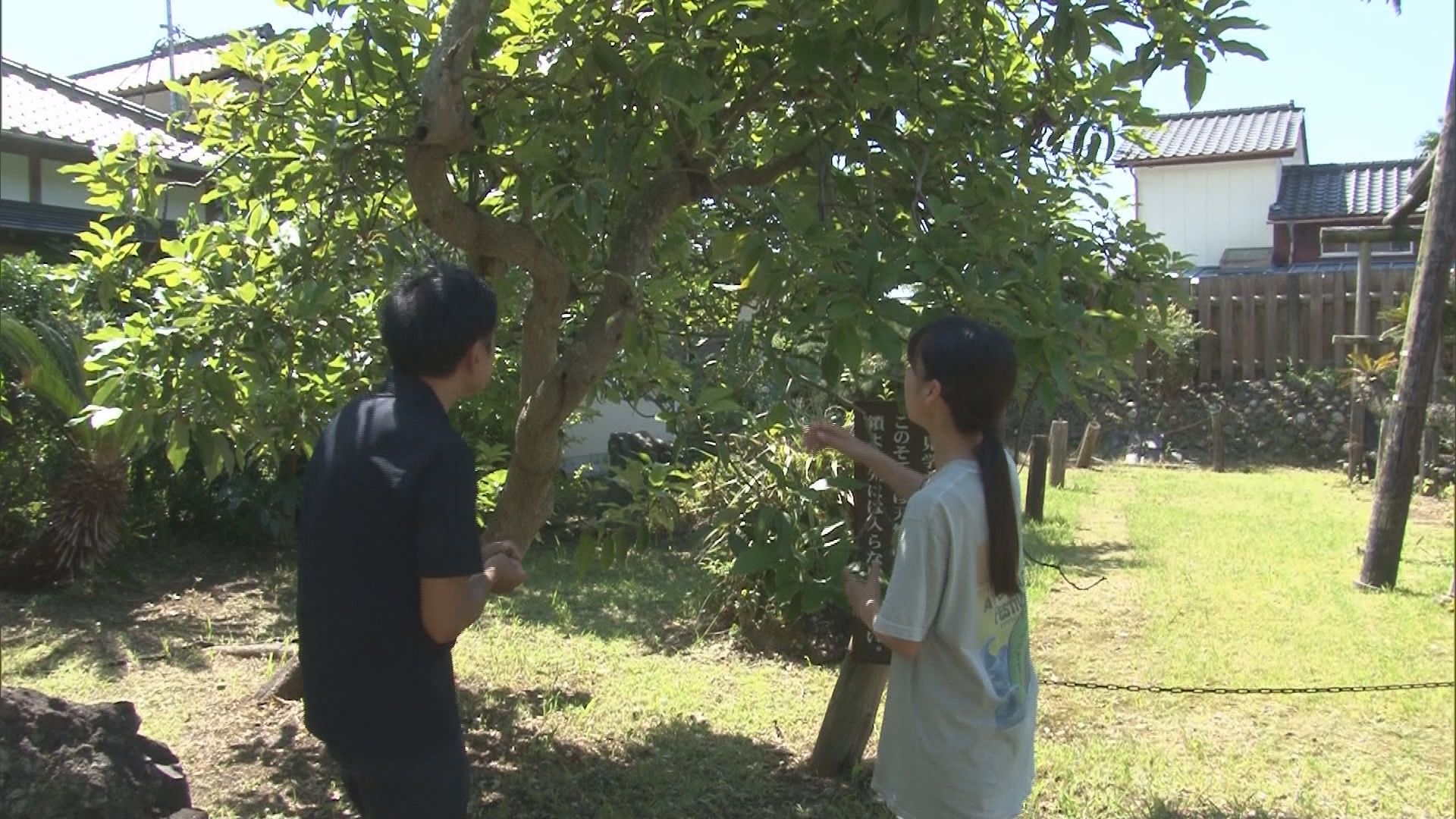 【衝撃】静岡はアボカド栽培“発祥の地”…温暖な伊豆では60年以上前から栽培　県は去年から「産地化プロジェクト」