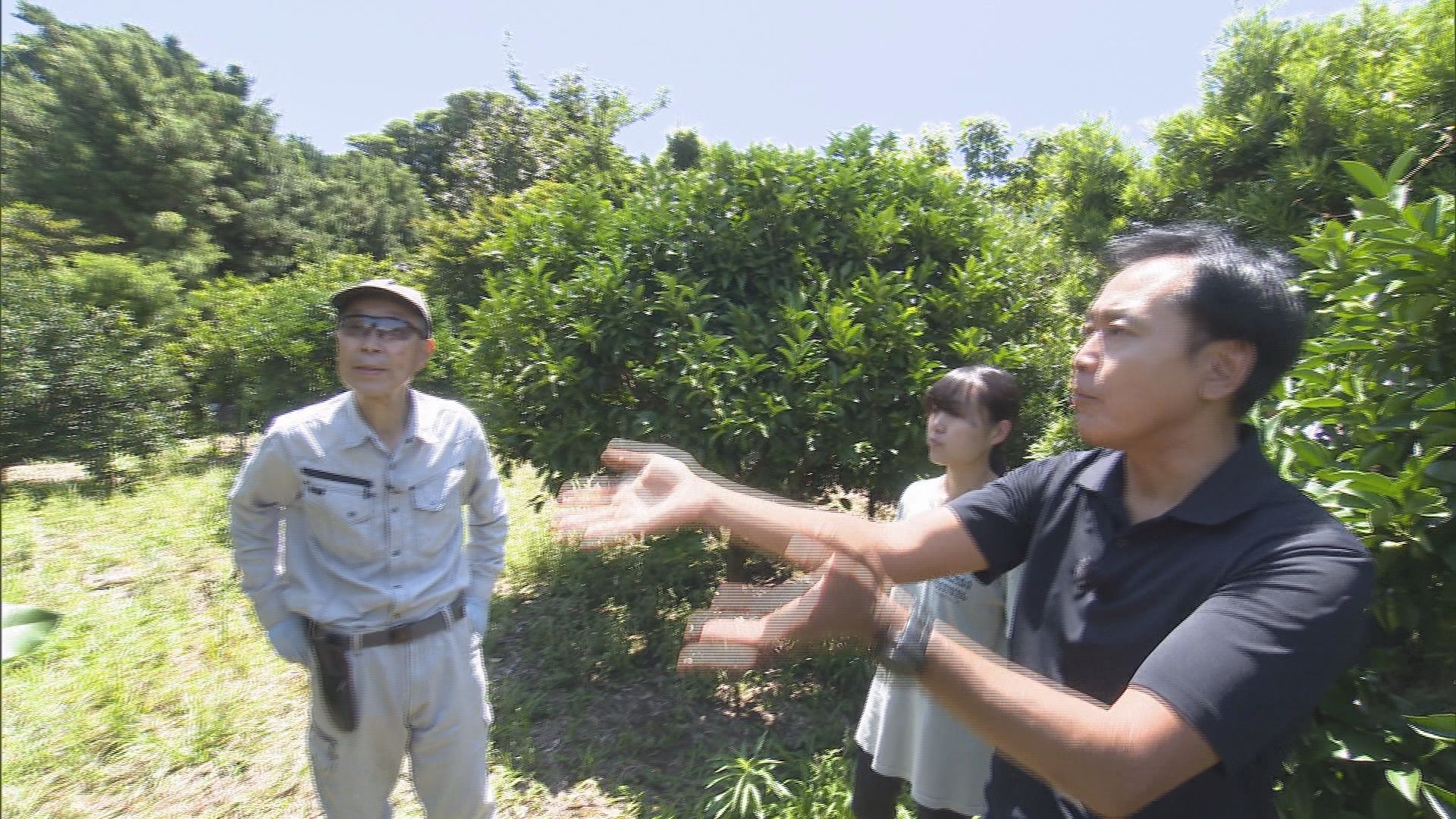 【衝撃】静岡はアボカド栽培“発祥の地”…温暖な伊豆では60年以上前から栽培　県は去年から「産地化プロジェクト」