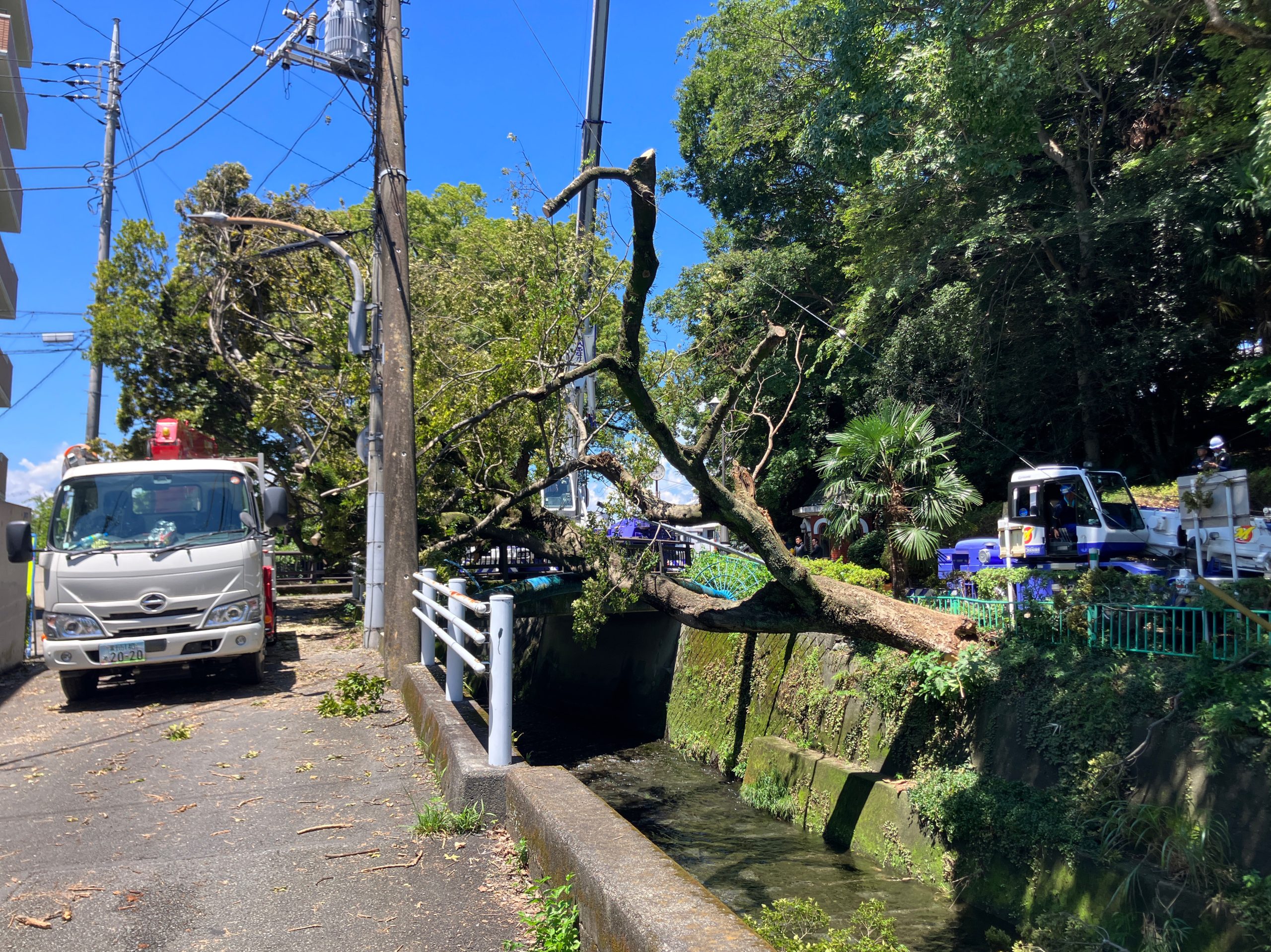 高さおよそ１５メートルの木が倒れ、道をふさぐ　樹齢は不明　木の根元が腐っていたか　静岡・富士市