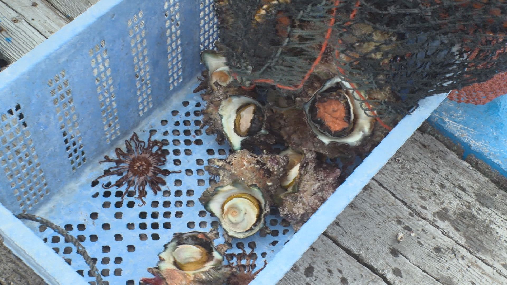 「ほぼ無いようなもん」夏の味覚サザエに異変　水揚げ激減の一方でシラスは記録的豊漁　静岡の海で何が?