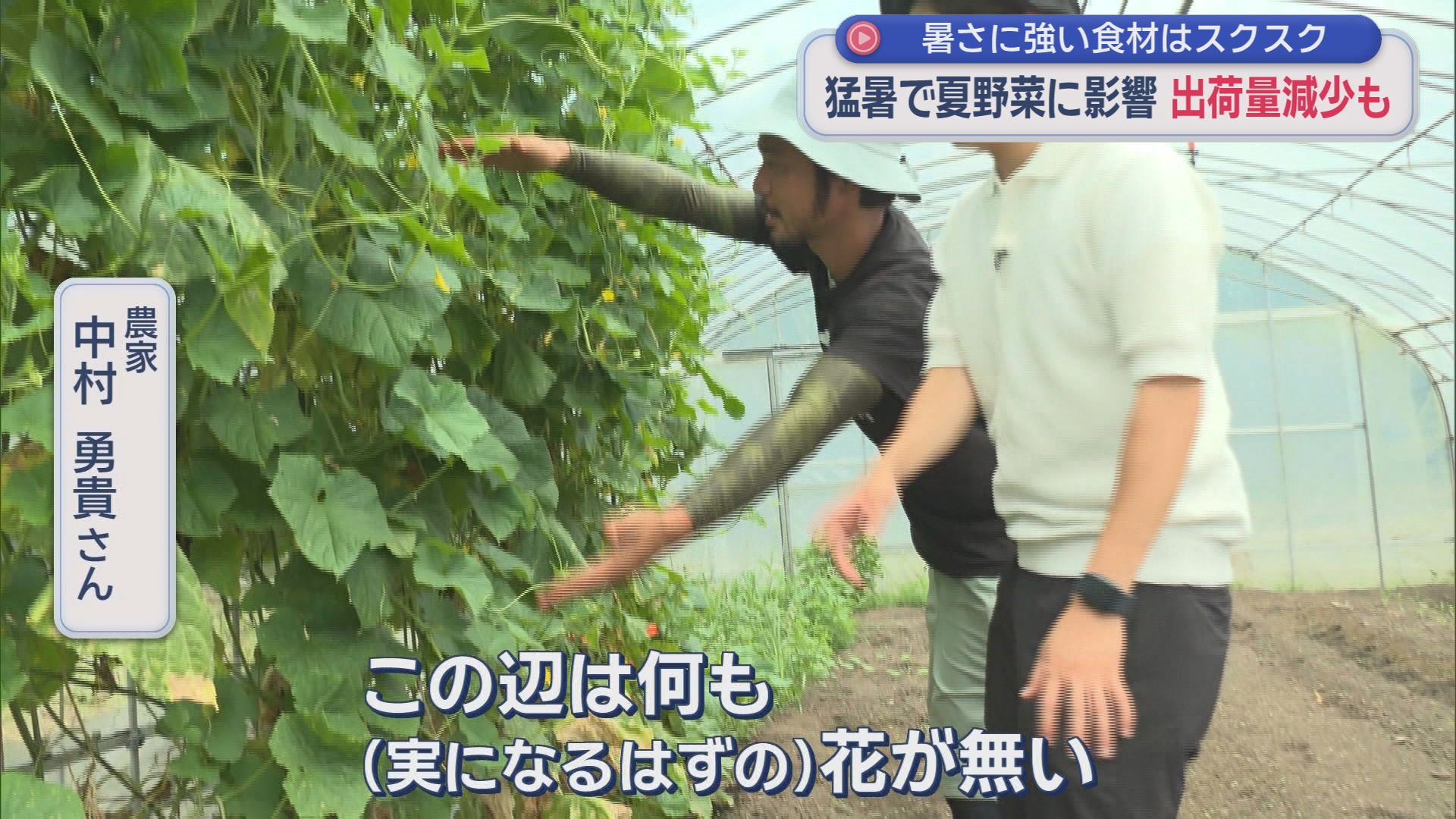 50℃超えのハウスで何が?　夏野菜が次々枯れる“異常な暑さ”　農家も頭抱え「これほど水をまいたことがない」