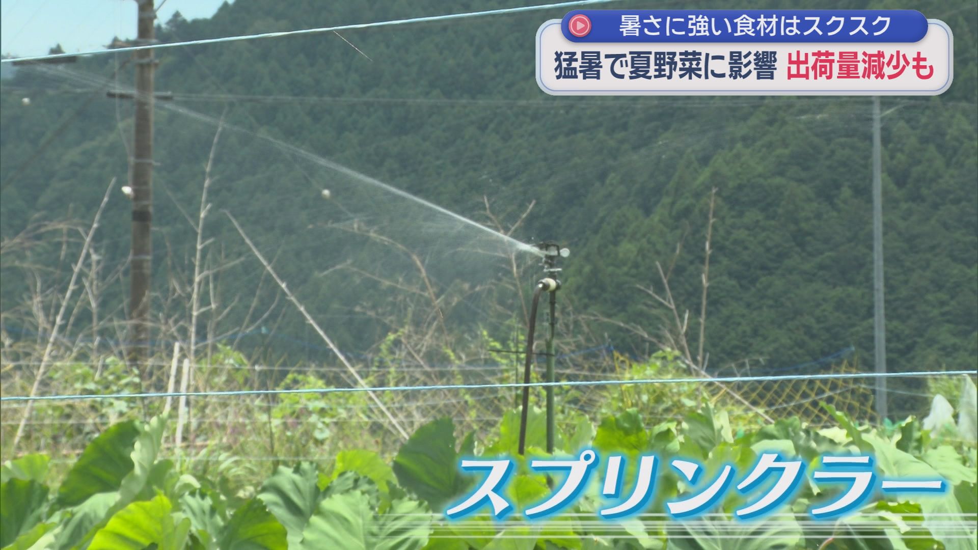 50℃超えのハウスで何が?　夏野菜が次々枯れる“異常な暑さ”　農家も頭抱え「これほど水をまいたことがない」
