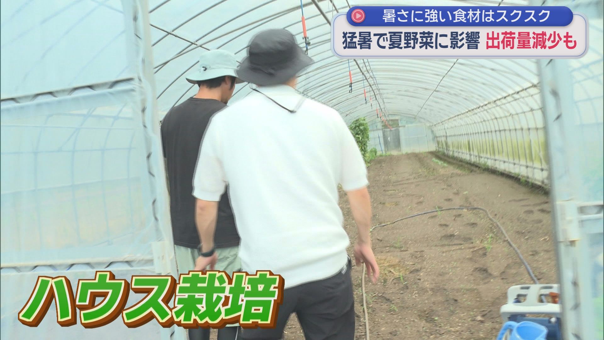 50℃超えのハウスで何が?　夏野菜が次々枯れる“異常な暑さ”　農家も頭抱え「これほど水をまいたことがない」