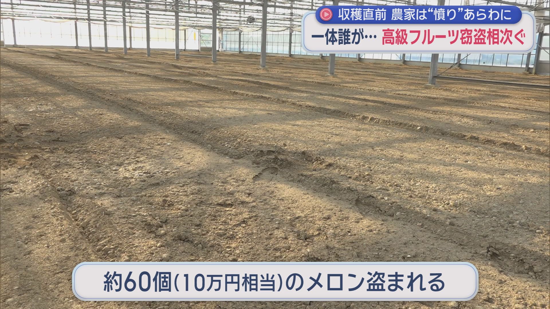 農業に詳しい人物の犯行か　シャインマスカットやメロンが大量に盗まれる被害が相次ぐ　静岡・湖西市