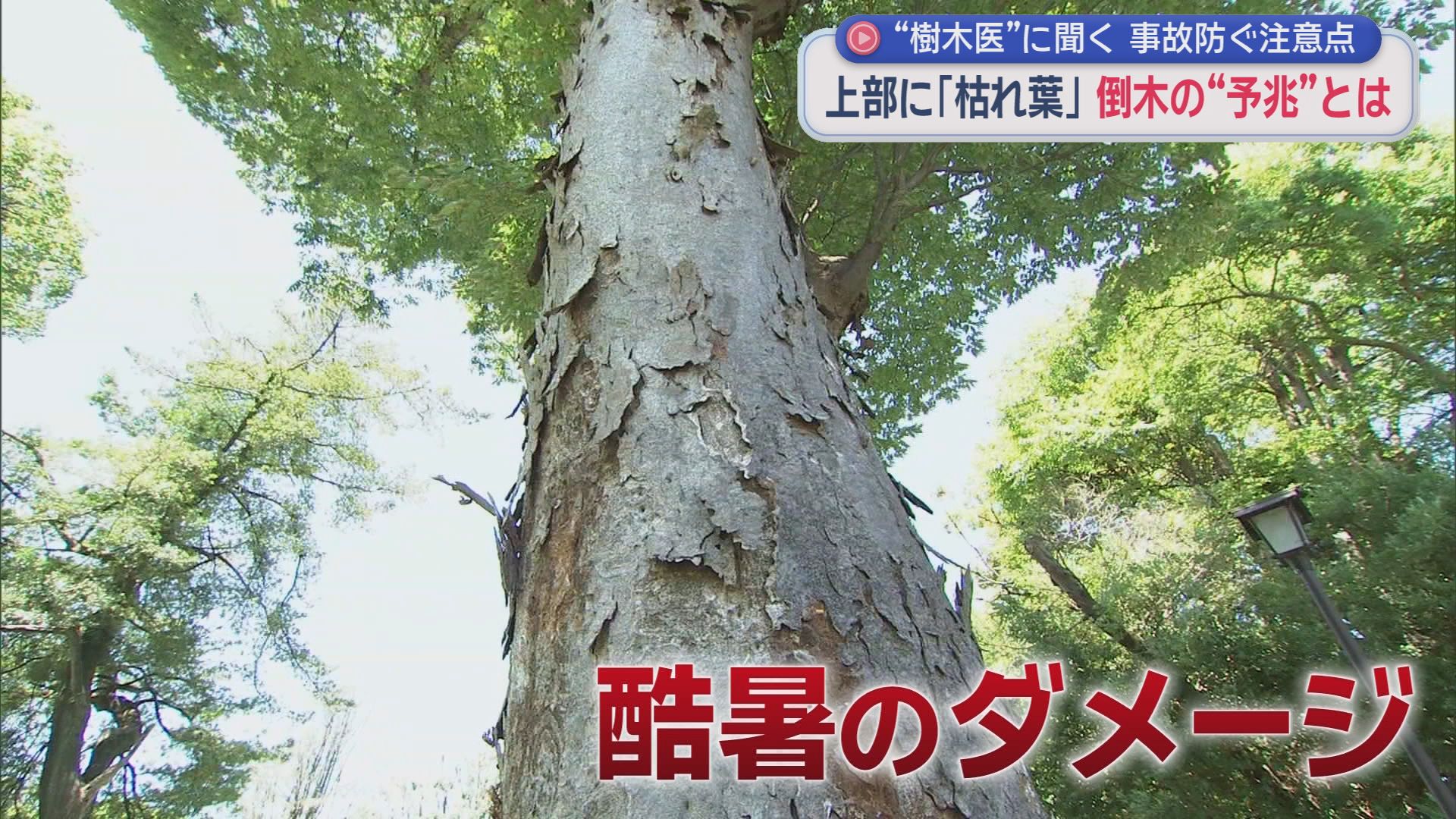 なぜ？　相次ぐ倒木の被害　事故を未然に防ぐにはどうしたらいい？　樹木の専門家に話を聞いてみた