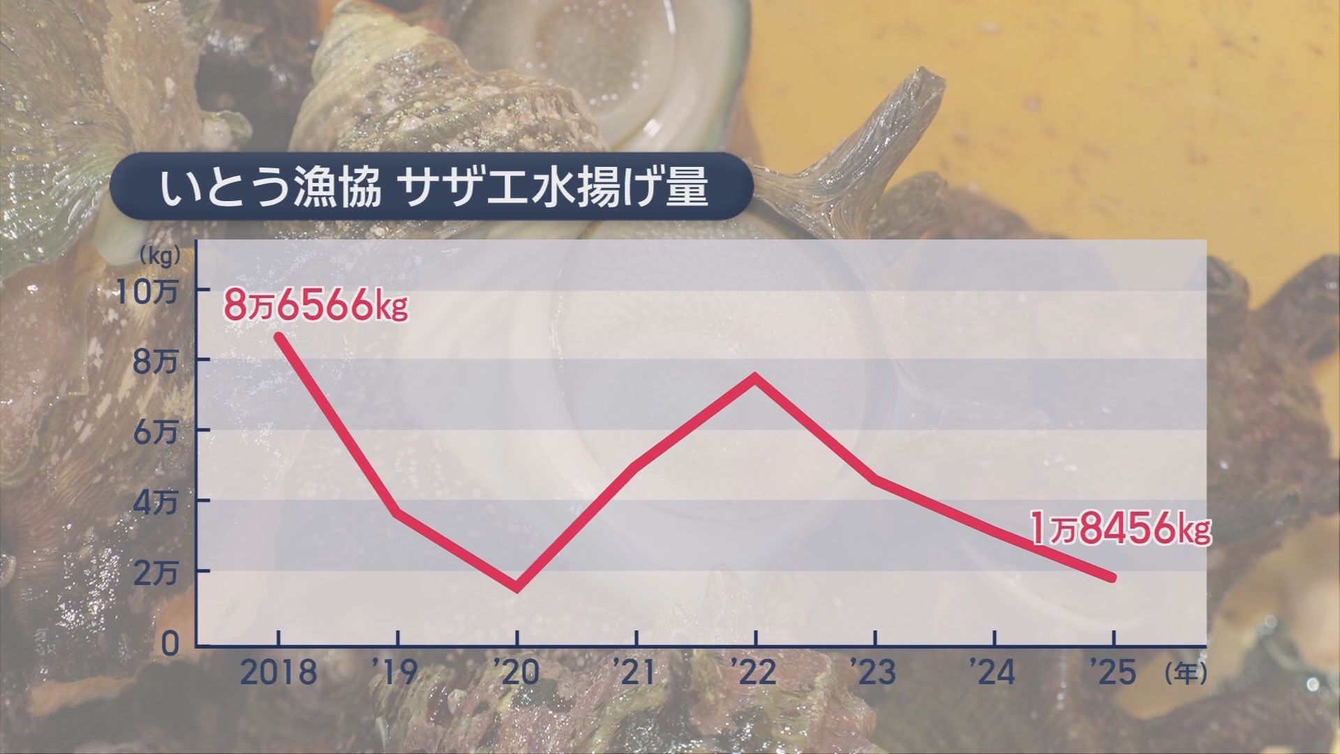 「ほぼ無いようなもん」夏の味覚サザエに異変　水揚げ激減の一方でシラスは記録的豊漁　静岡の海で何が?