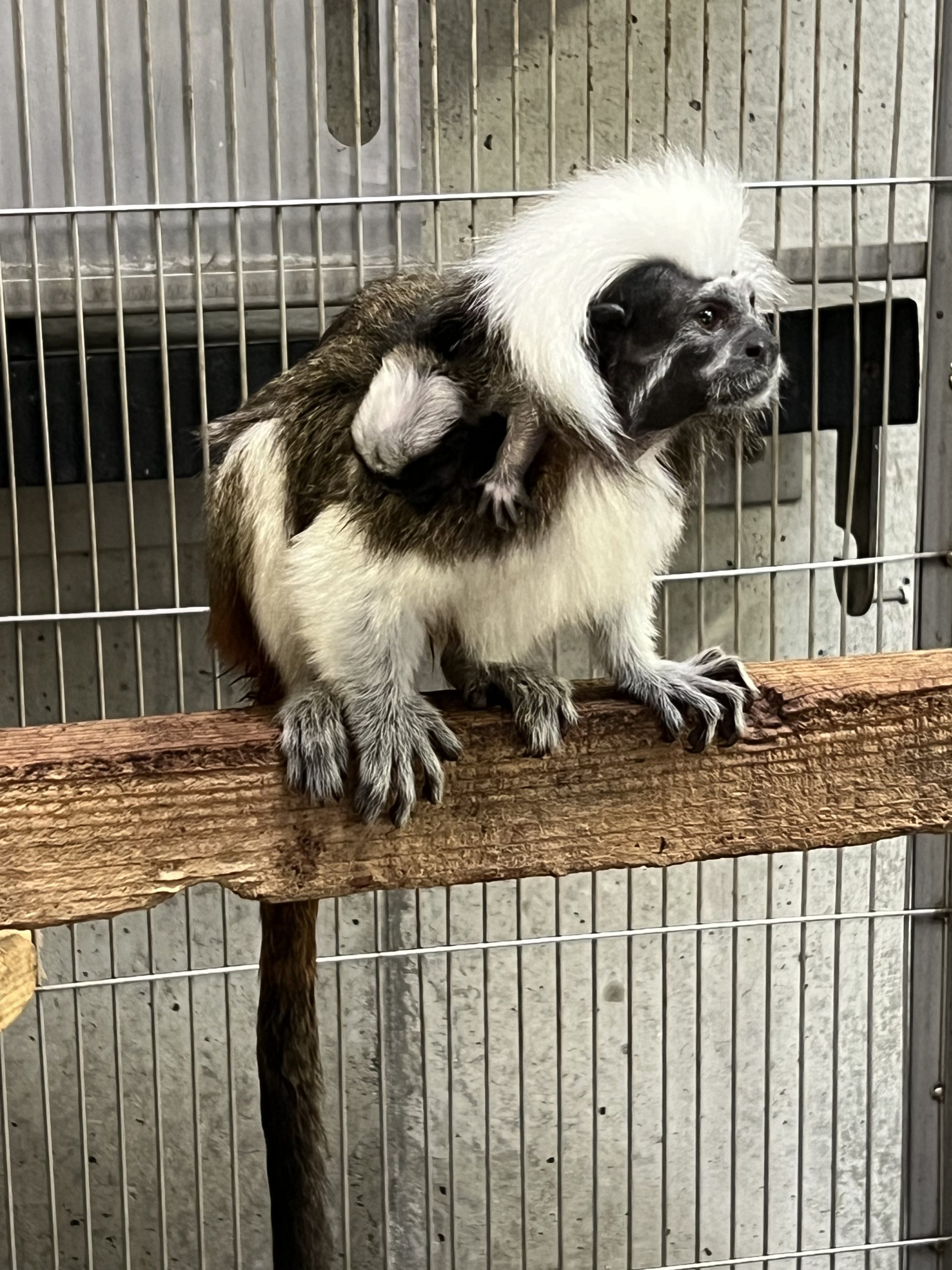 提供：浜松市動物園（撮影日：8月5日）