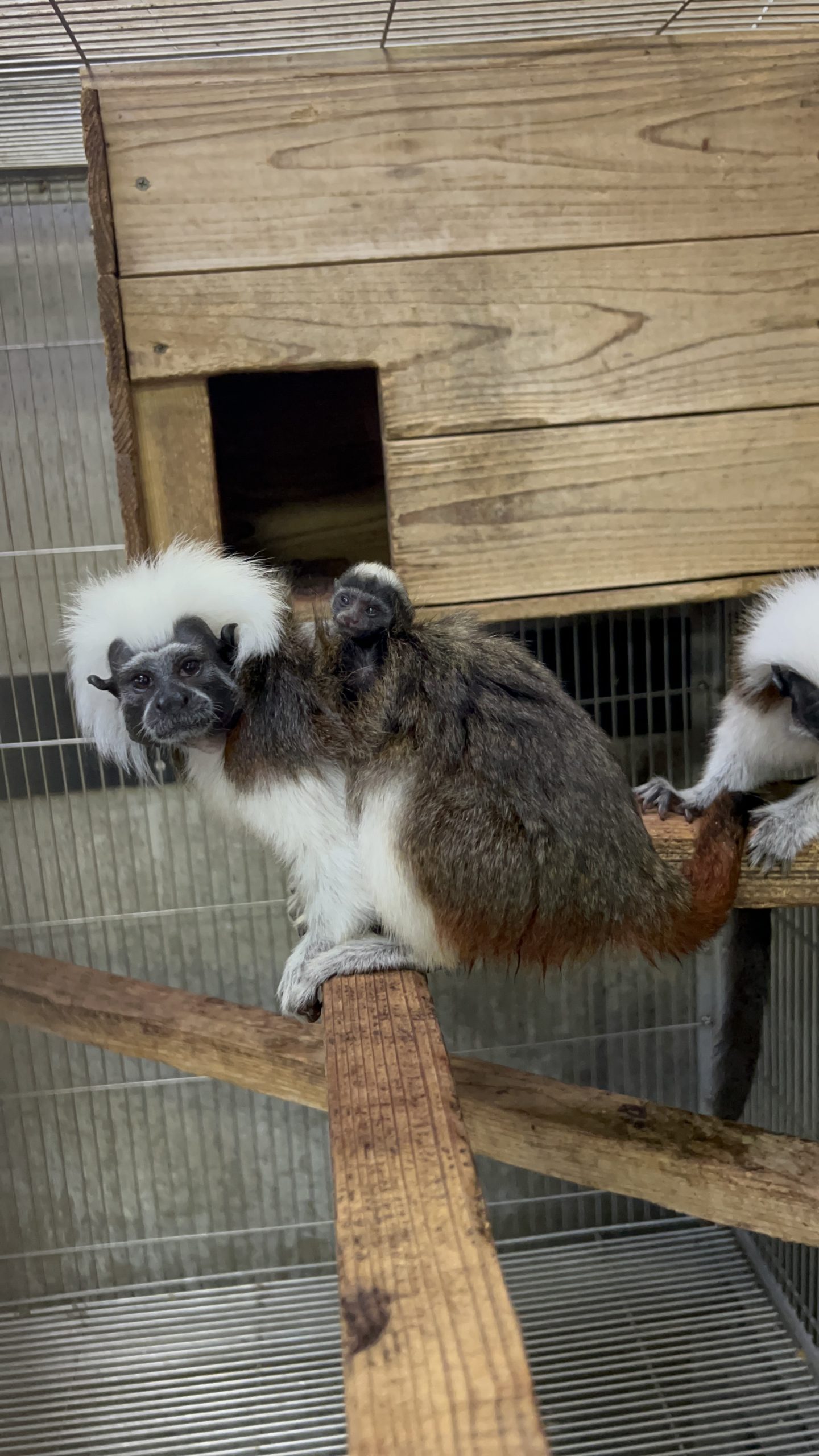 提供：浜松市動物園（撮影日：8月5日）