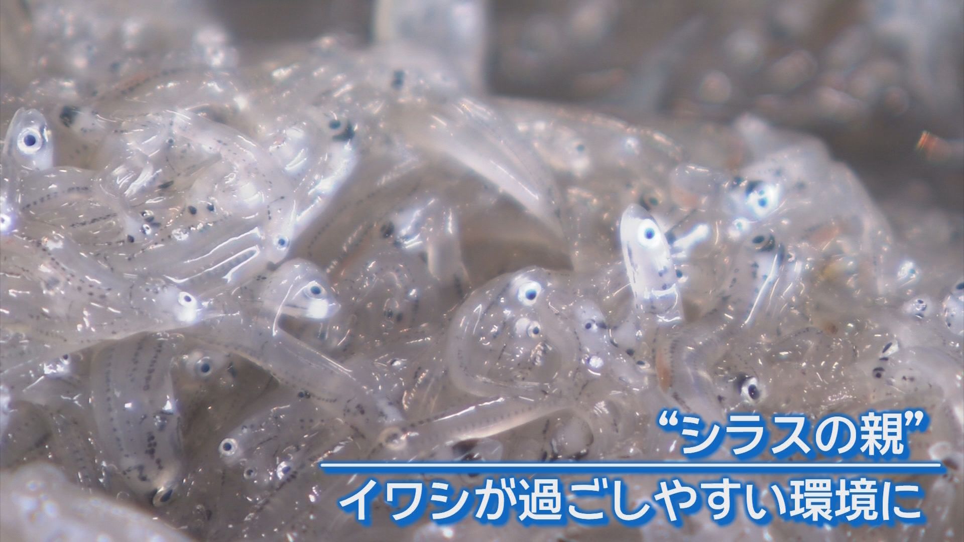 「ほぼ無いようなもん」夏の味覚サザエに異変　水揚げ激減の一方でシラスは記録的豊漁　静岡の海で何が?