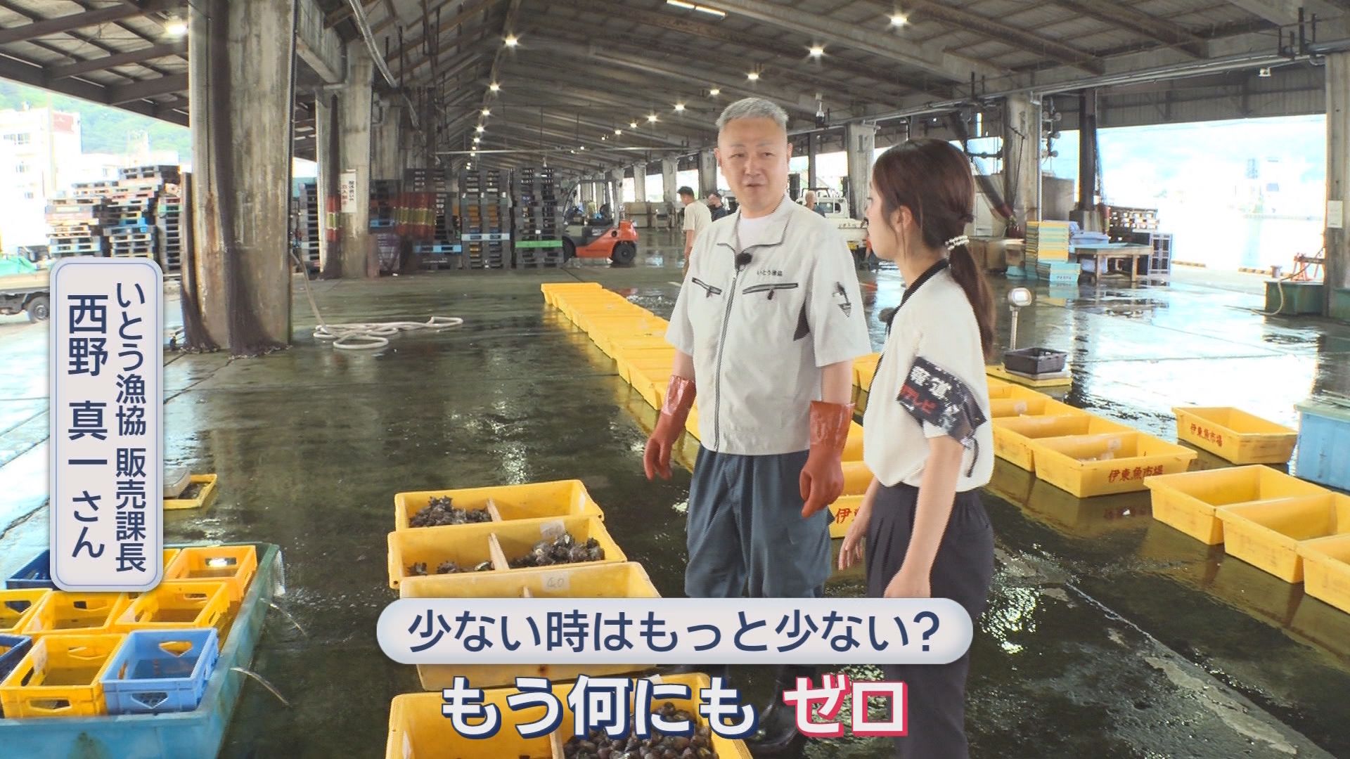 「ほぼ無いようなもん」夏の味覚サザエに異変　水揚げ激減の一方でシラスは記録的豊漁　静岡の海で何が?