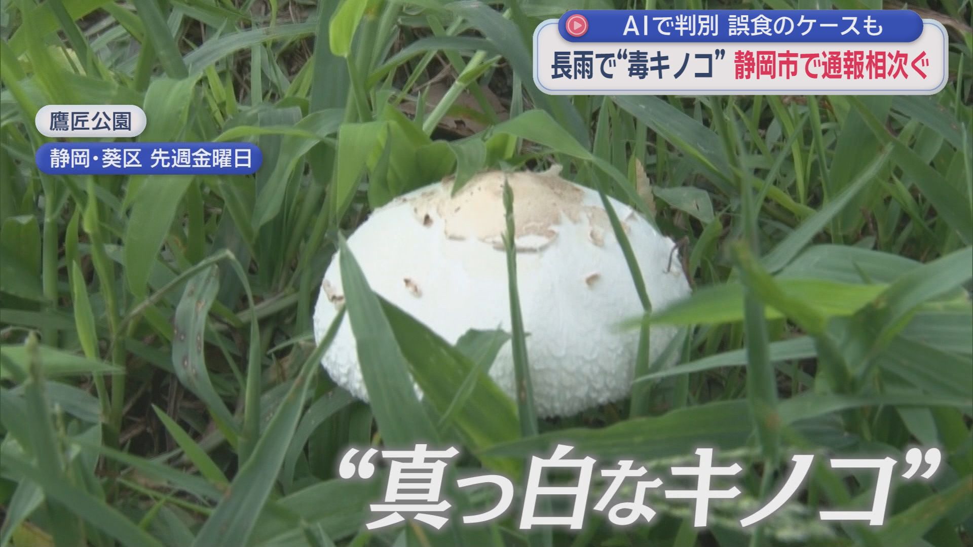公園に“謎の白いキノコ”…実は毒キノコ　静岡で通報急増　食用そっくり判別困難…AIが『食べられる』と誤判定し救急搬送も