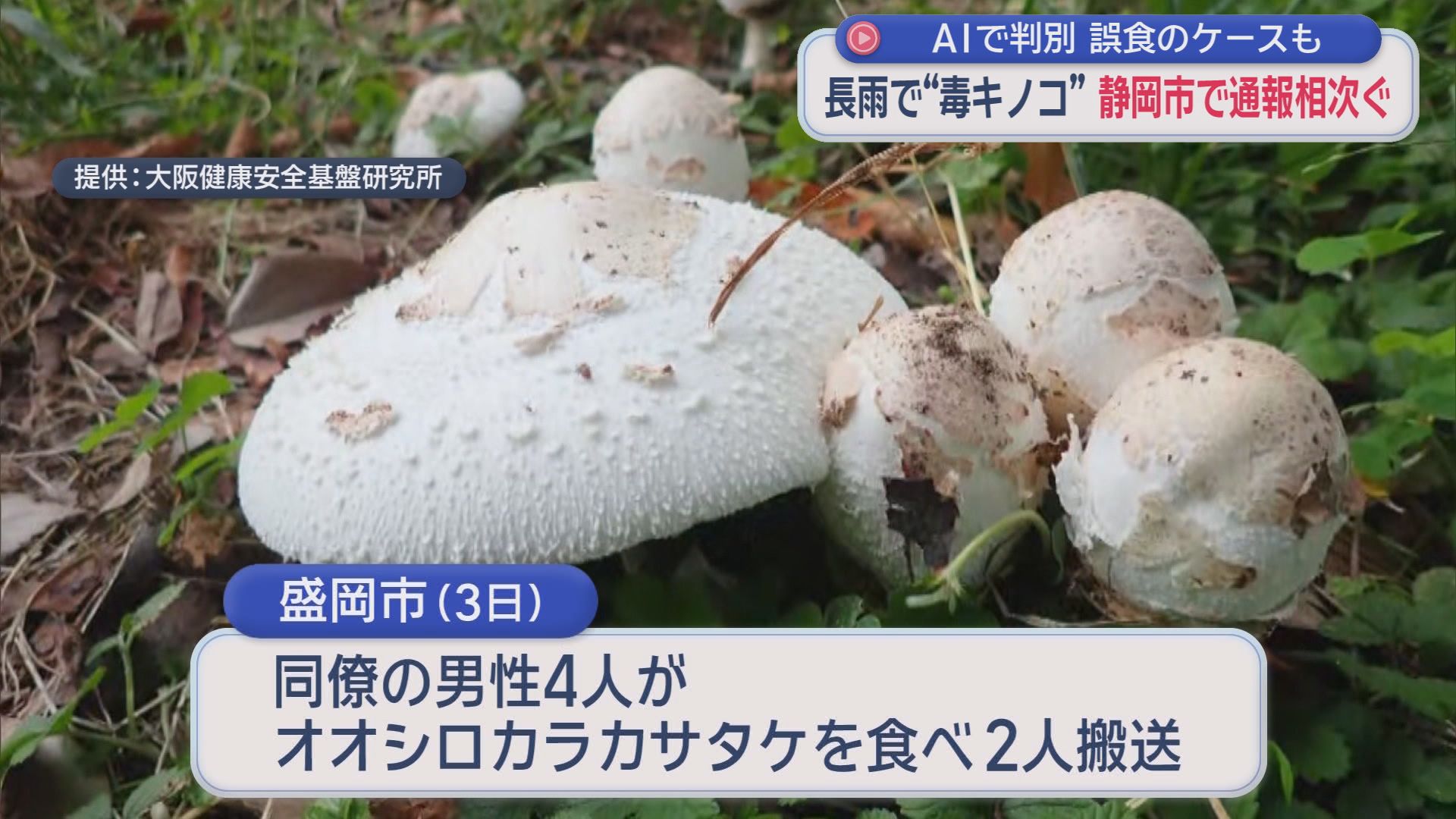公園に“謎の白いキノコ”…実は毒キノコ　静岡で通報急増　食用そっくり判別困難…AIが『食べられる』と誤判定し救急搬送も