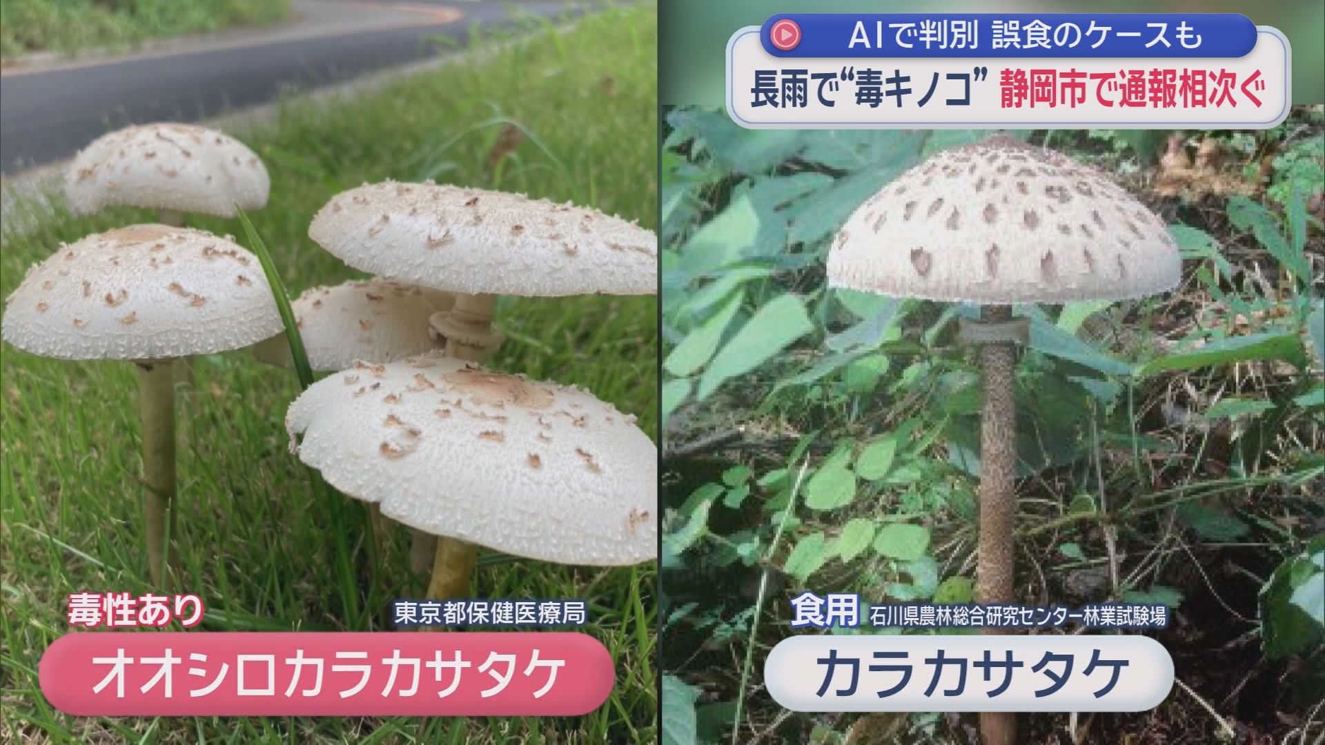 公園に“謎の白いキノコ”…実は毒キノコ　静岡で通報急増　食用そっくり判別困難…AIが『食べられる』と誤判定し救急搬送も