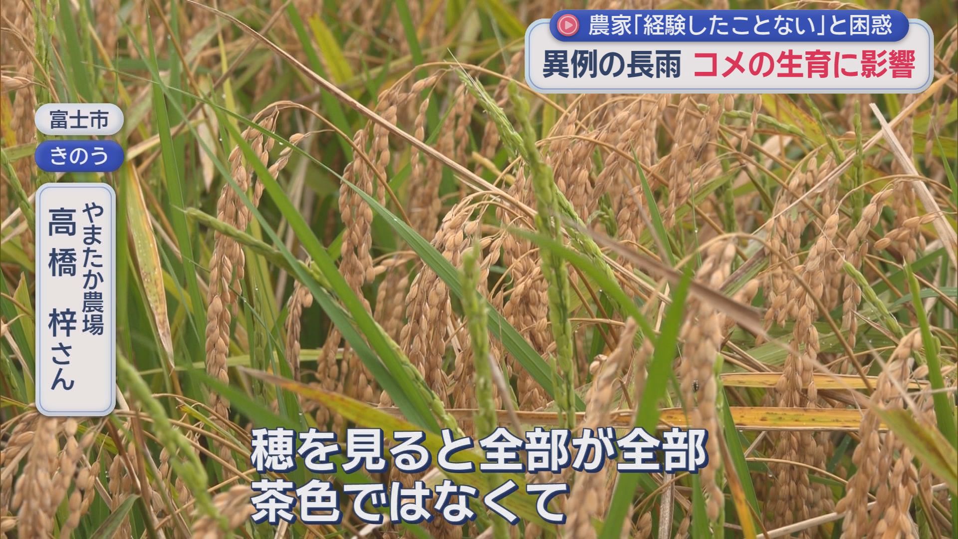 「刈り取りができない」異例の長雨にコメ農家が悲鳴！　品質低下で収益ダウンとなる可能性も