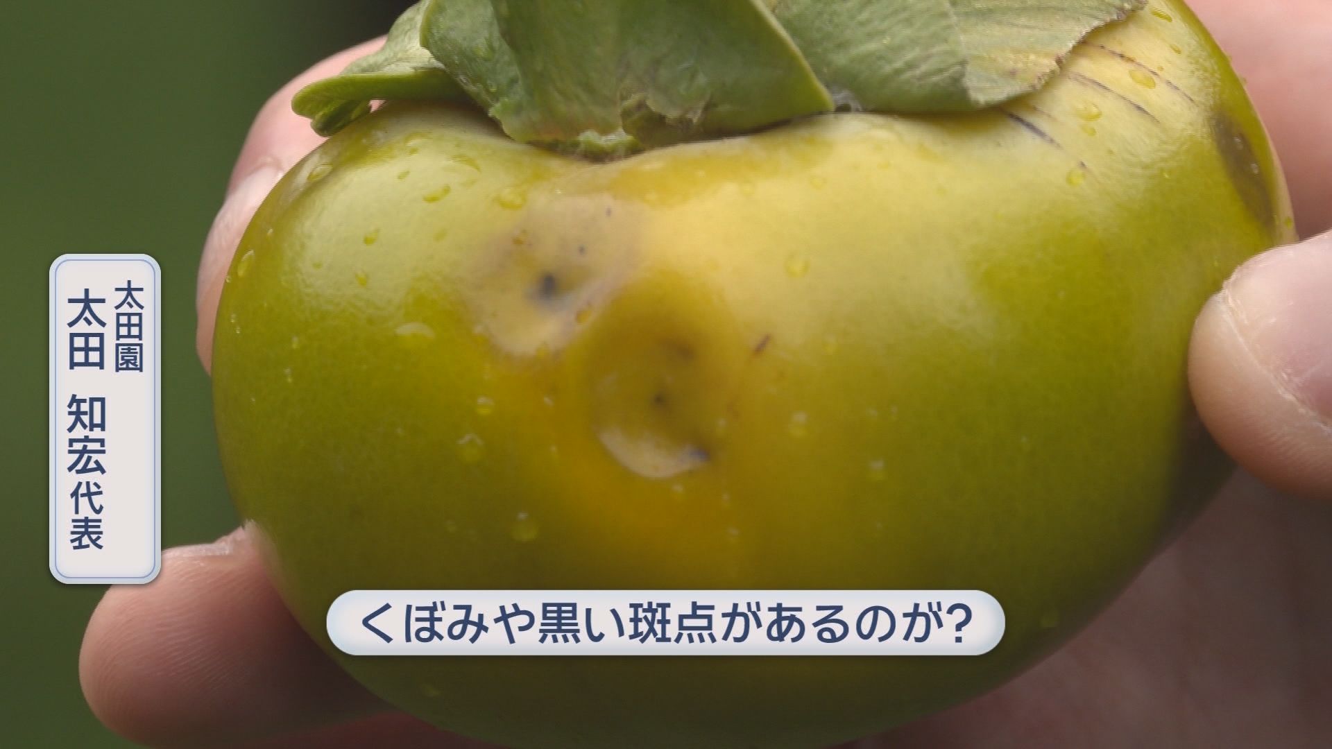 カメムシに吸われた柿
