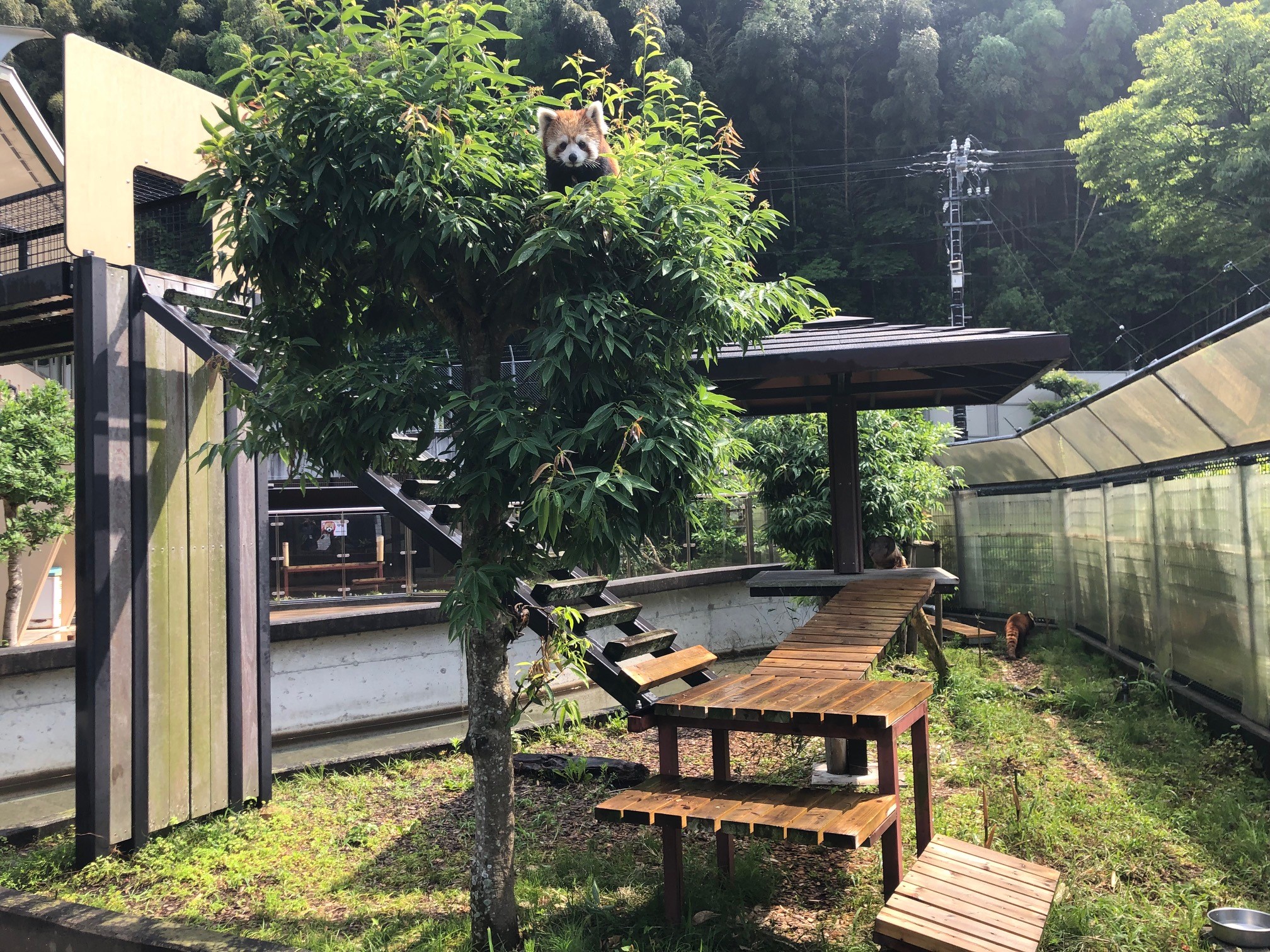 「レッサーパンダ館」は屋外と屋内を自由に行き来できる