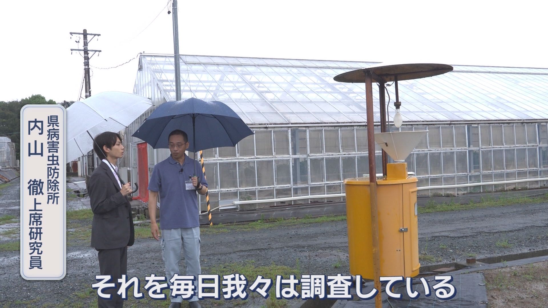 このライトに虫が寄る　カメムシが1000匹以上の日も