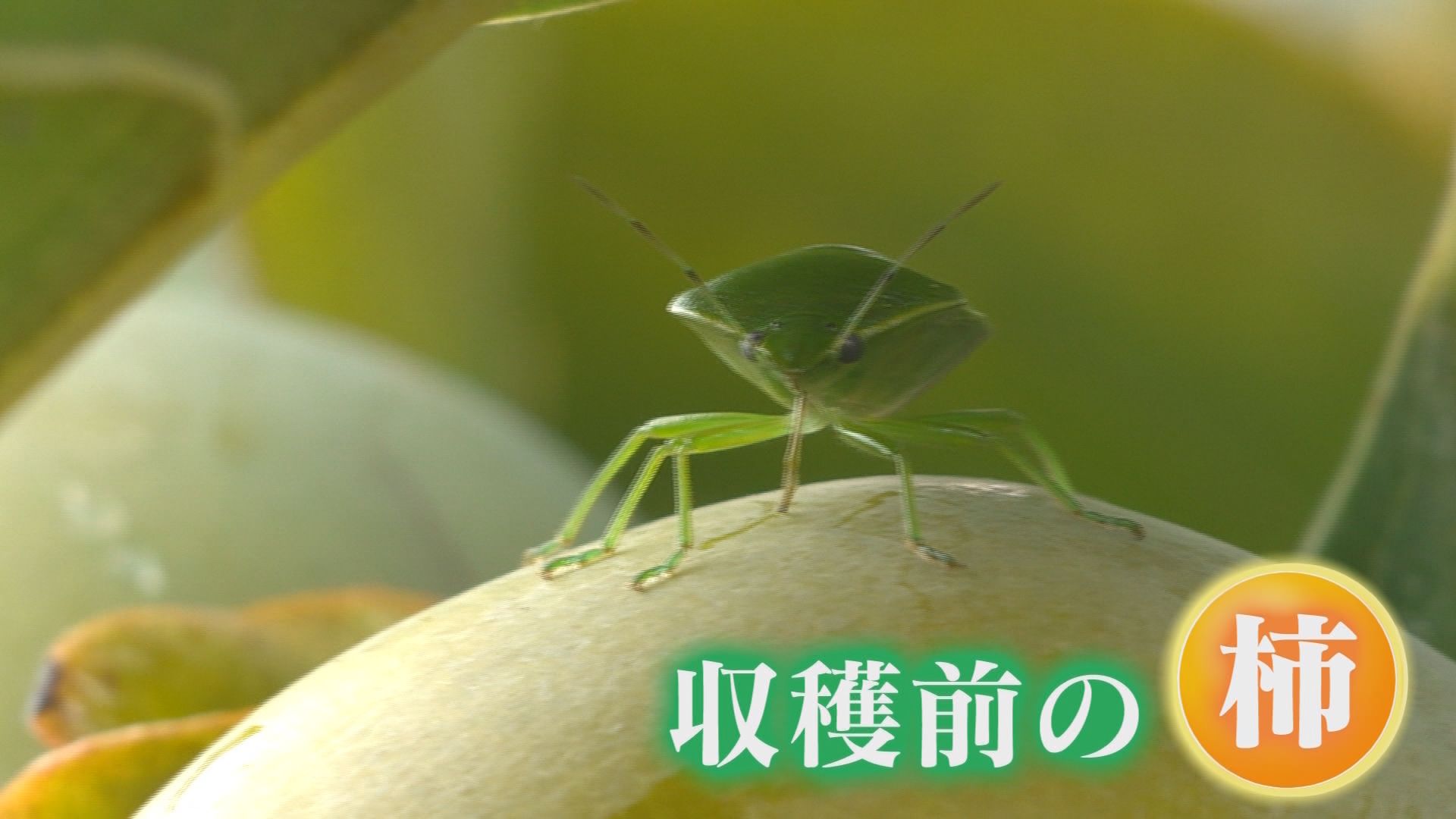 カメムシが柿に…