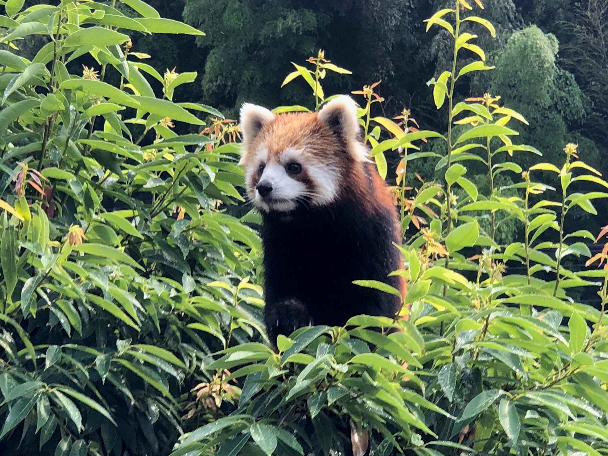 レッサーパンダは絶滅危惧種