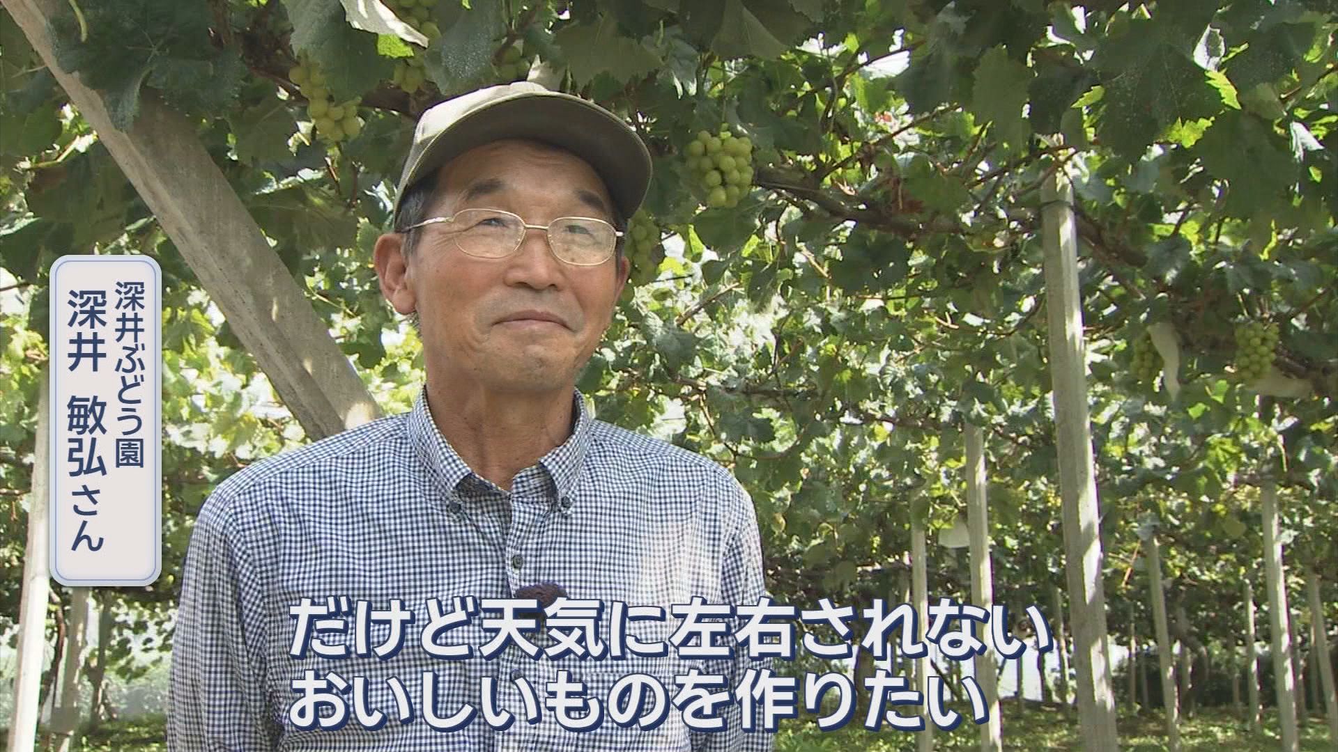 深井ぶどう園　深井敏弘さん