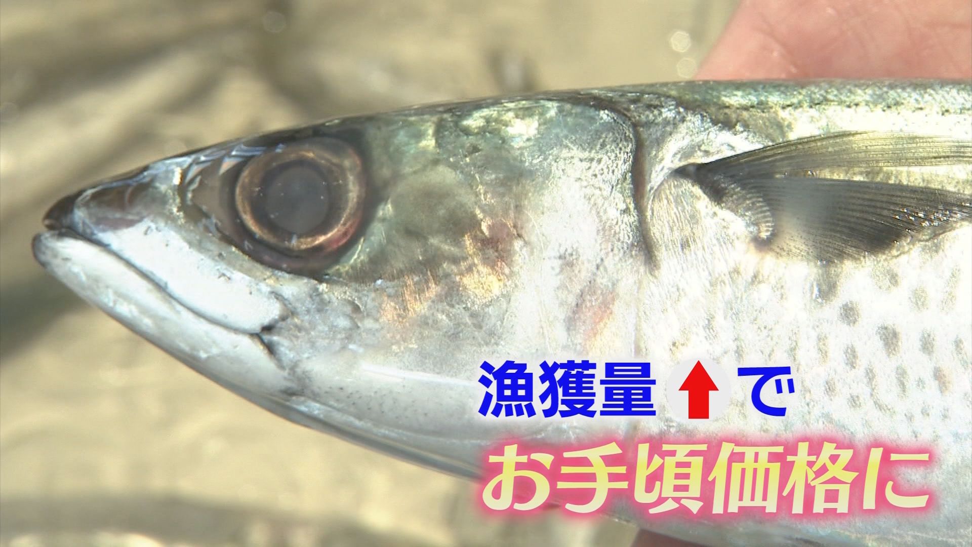 「舌の上でとろける…」今が旬の秋サバ到来　脂ノリ最高潮！週末限定鯖寿司に“生食感”新定食も